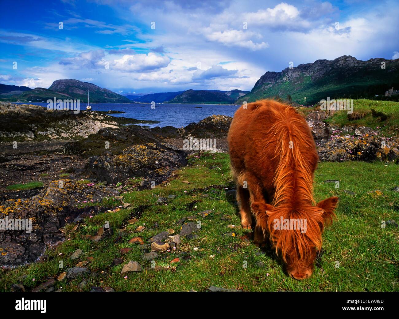 Highland cows colors hi-res stock photography and images - Alamy