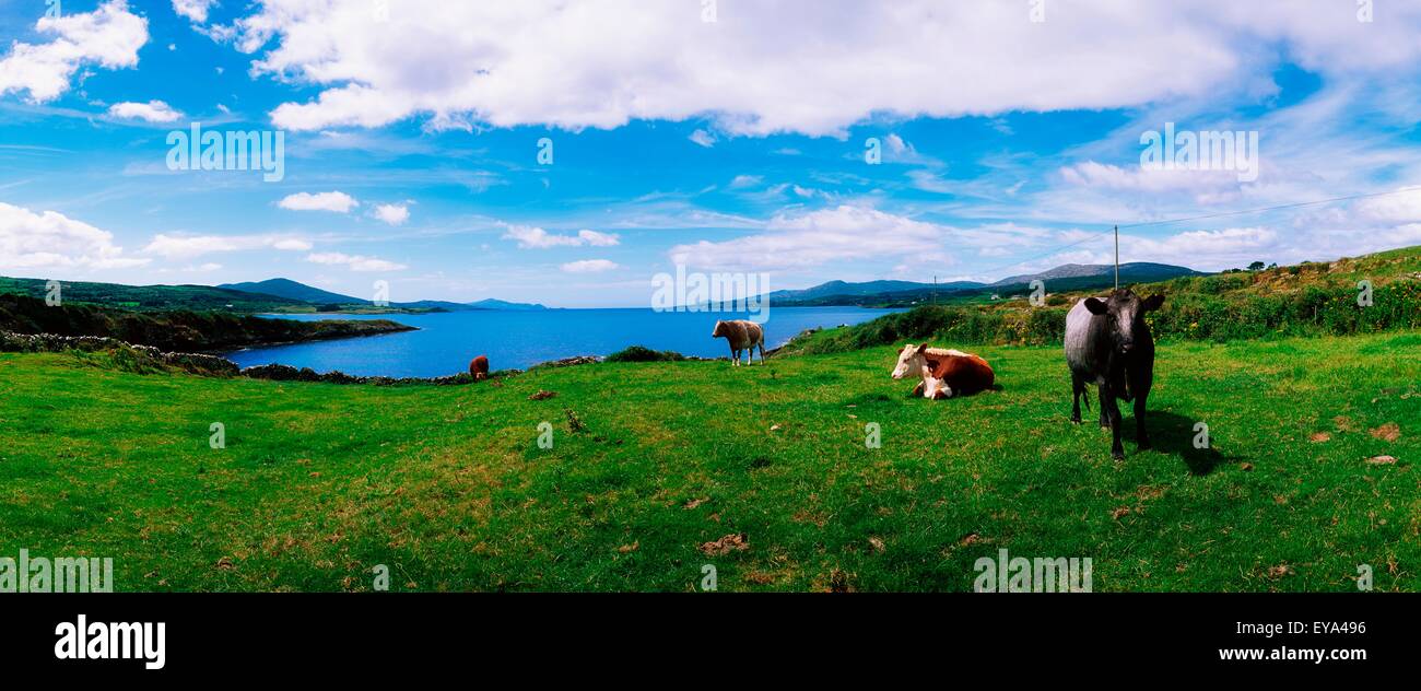 Durrus, Sheep's Head, Co Cork, Ireland, Hereford Cattle Stock Photo Alamy