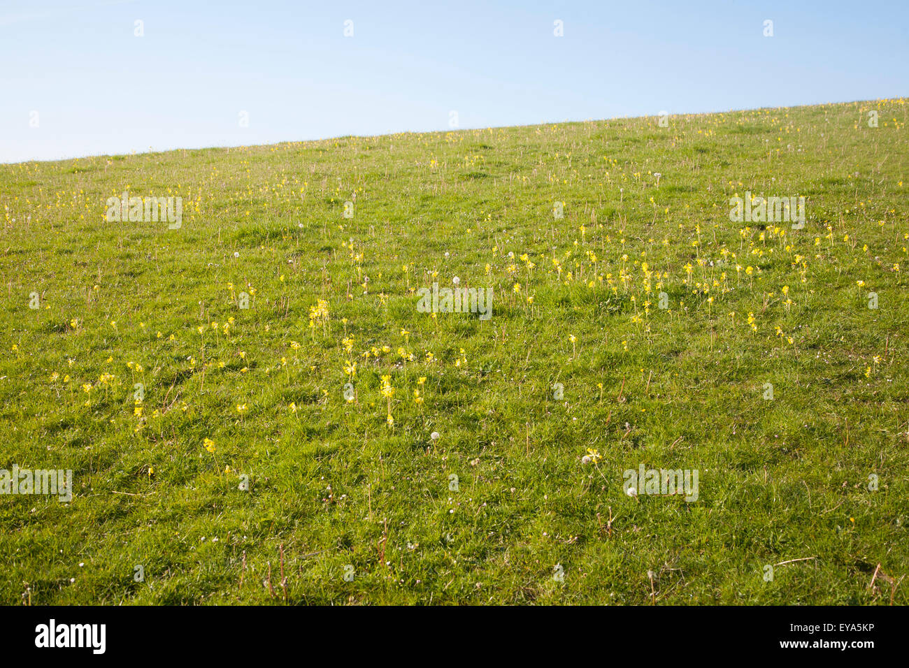 Wildflowers growing chalk calcareous grassland downland ecosystem, Wiltshire, England, UK Stock Photo