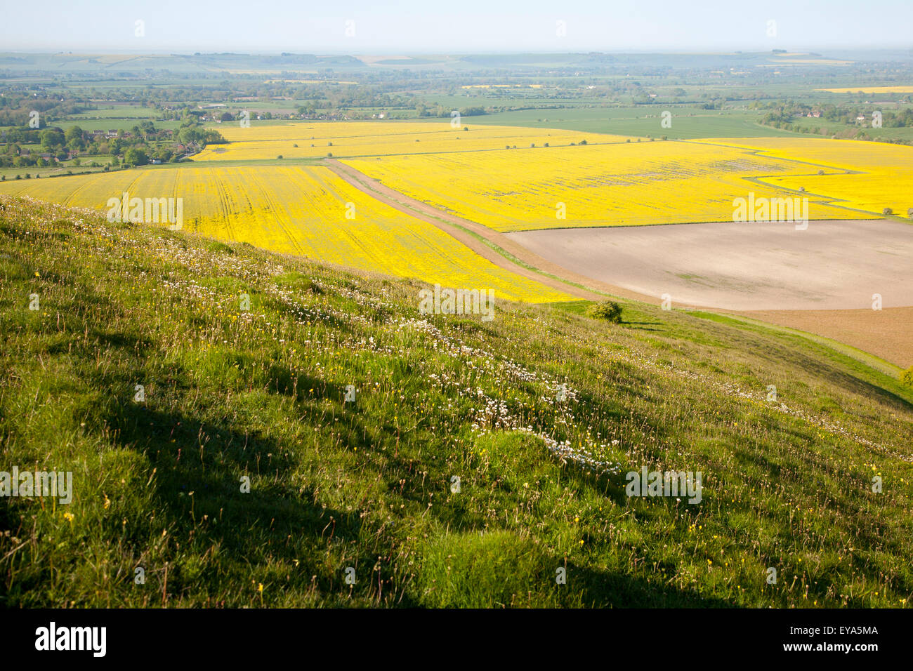 Milk Hill Wiltshire Stock Photos & Milk Hill Wiltshire Stock Images Alamy