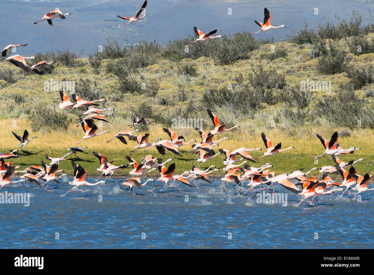 Chilean Flamingos taking off (Phoenicopterus chilensis), Torres del Paine National Park, Chilean Patagonia, Chile Stock Photo
