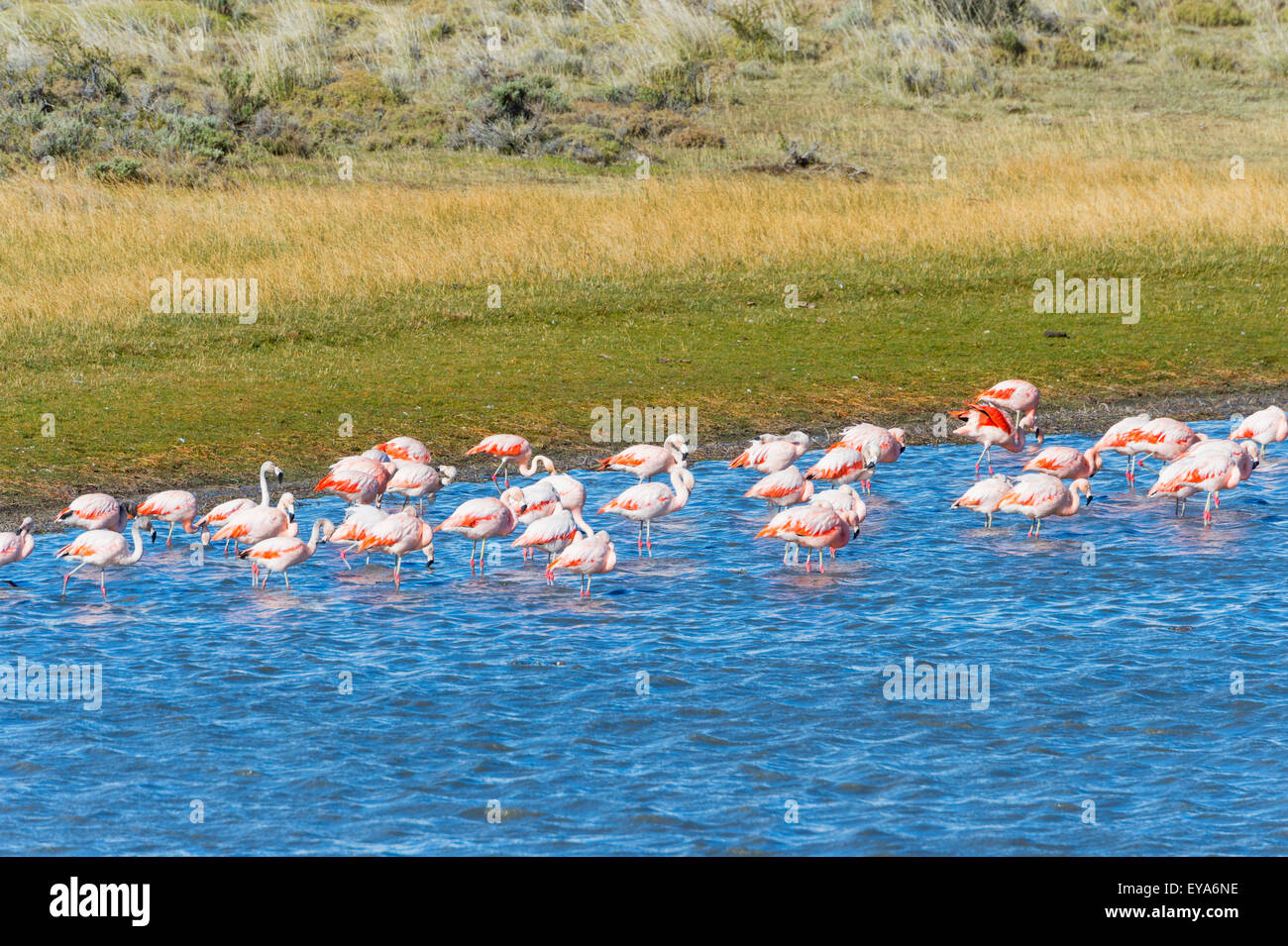 Chilean flamingos (Phoenicopterus chilensis), Torres del Paine National Park, Chilean Patagonia, Chile Stock Photo