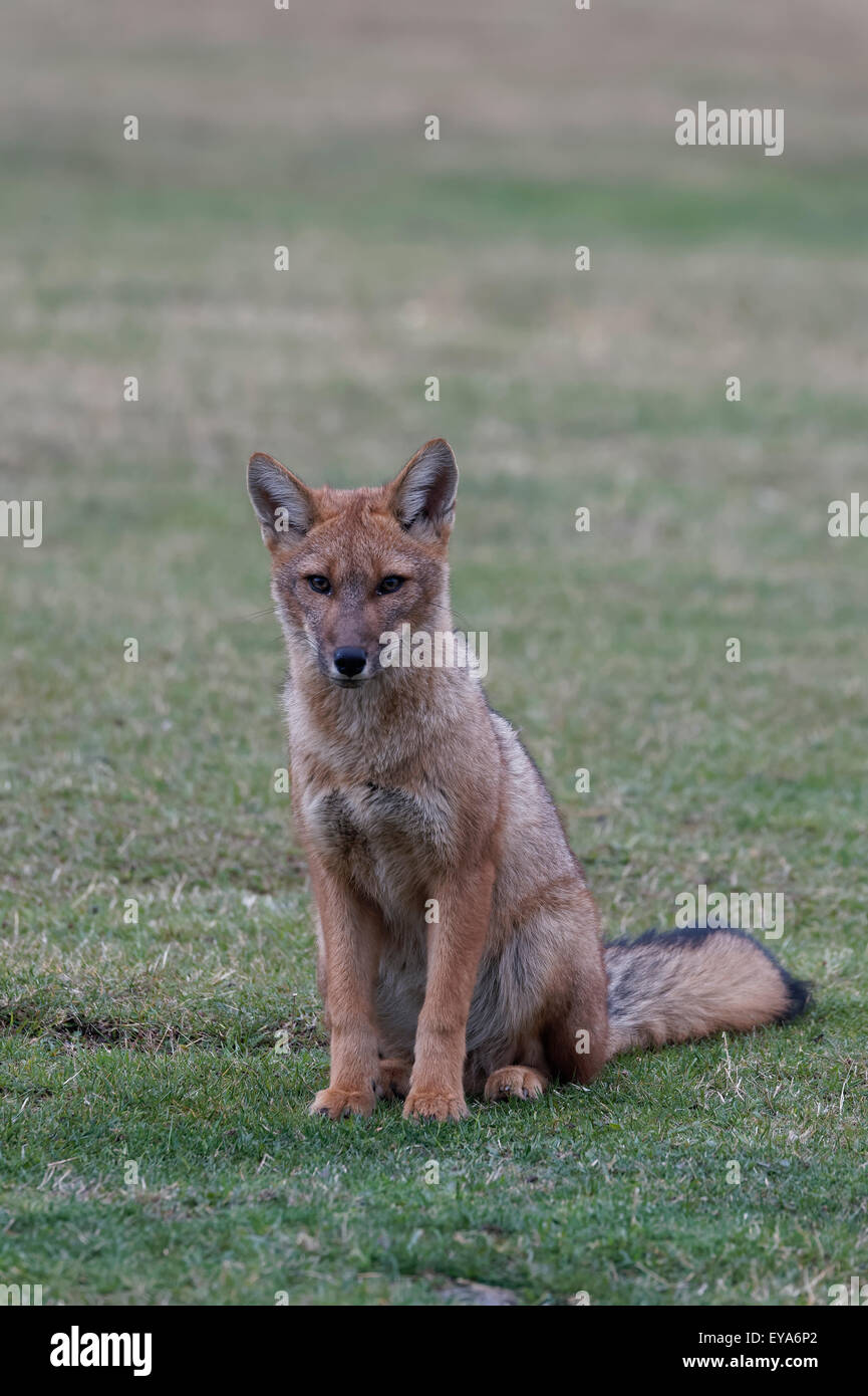 South American Gray Fox (Lycalopex griseus), Torres del Paine National Park, Chilean Patagonia, Chile Stock Photo