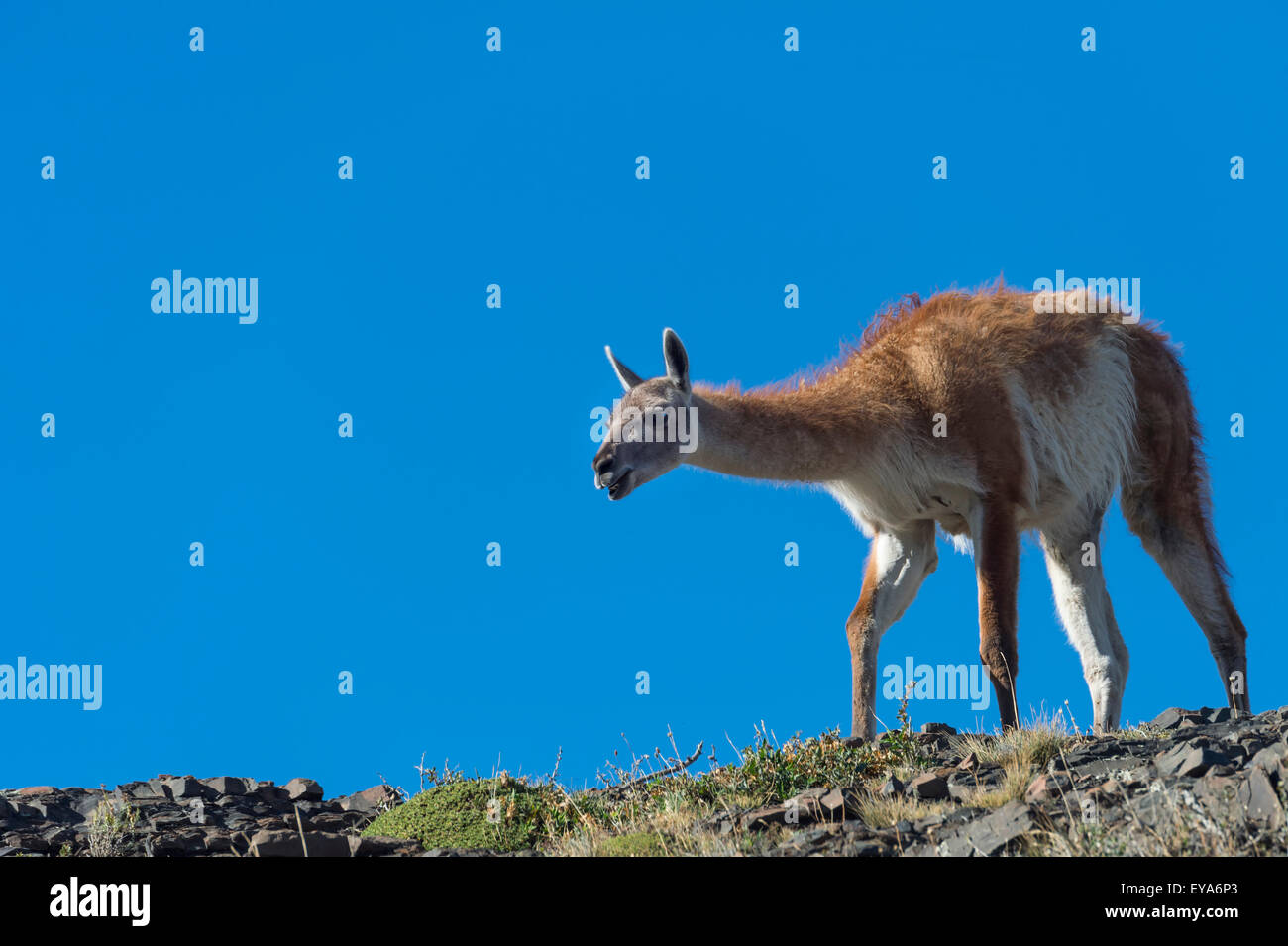 Guanaco (Lama guanicoe) on a ridge, Torres del Paine National Park, Chilean Patagonia, Chile Stock Photo