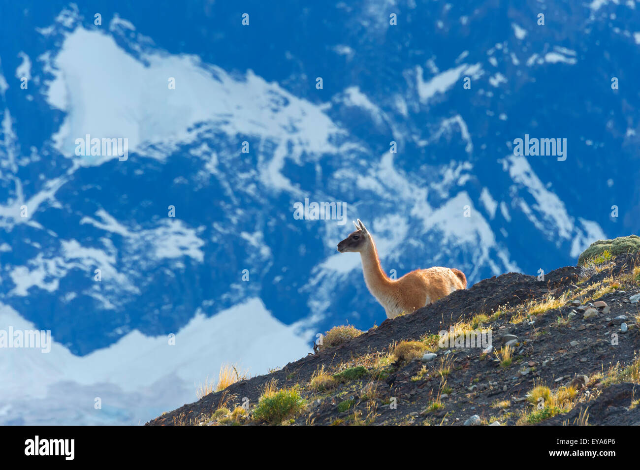 Guanaco (Lama guanicoe) on a ridge, Torres del Paine National Park, Chilean Patagonia, Chile Stock Photo