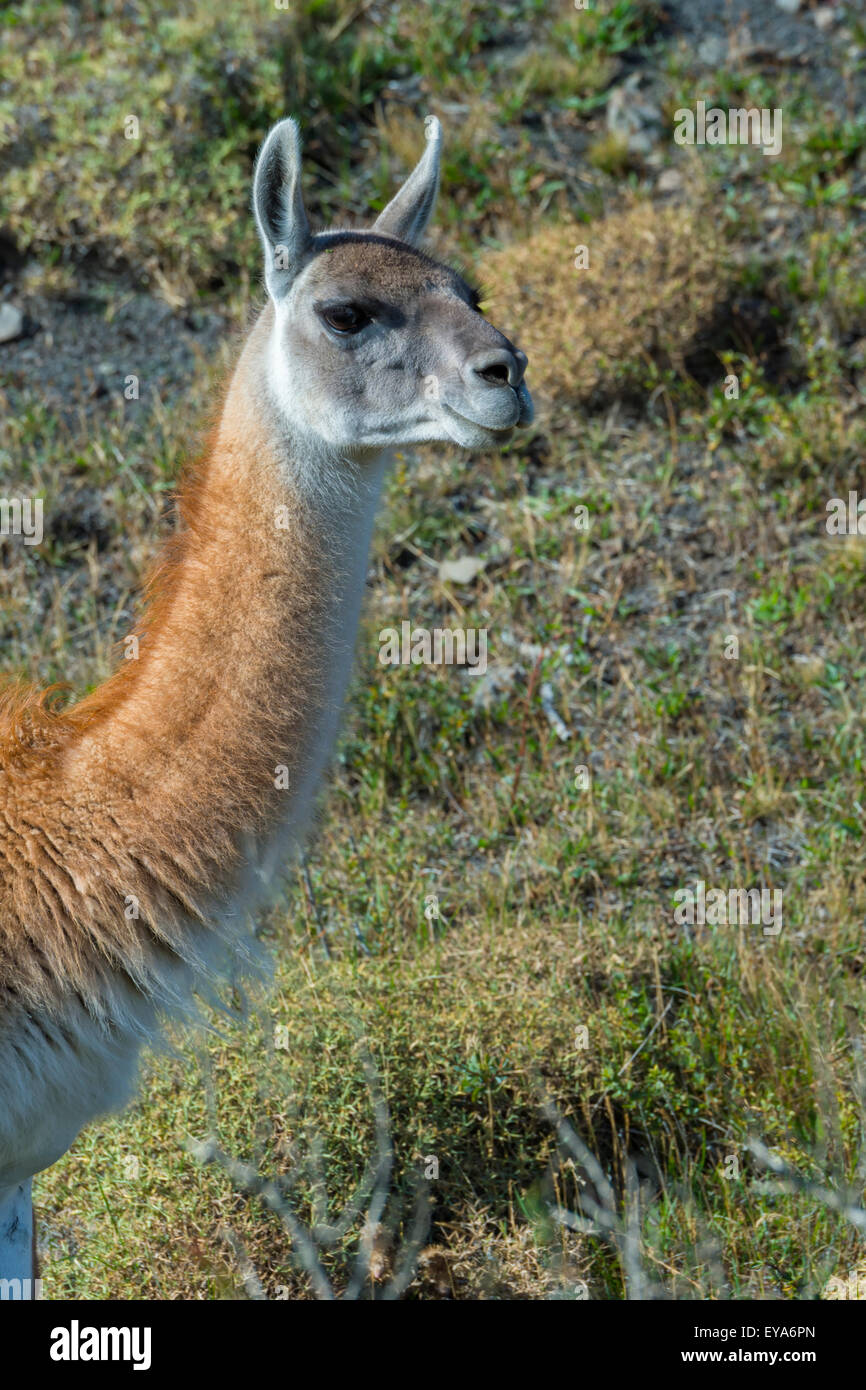 Head of a Guanaco (Lama guanicoe), Torres del Paine National Park, Chilean Patagonia, Chile Stock Photo