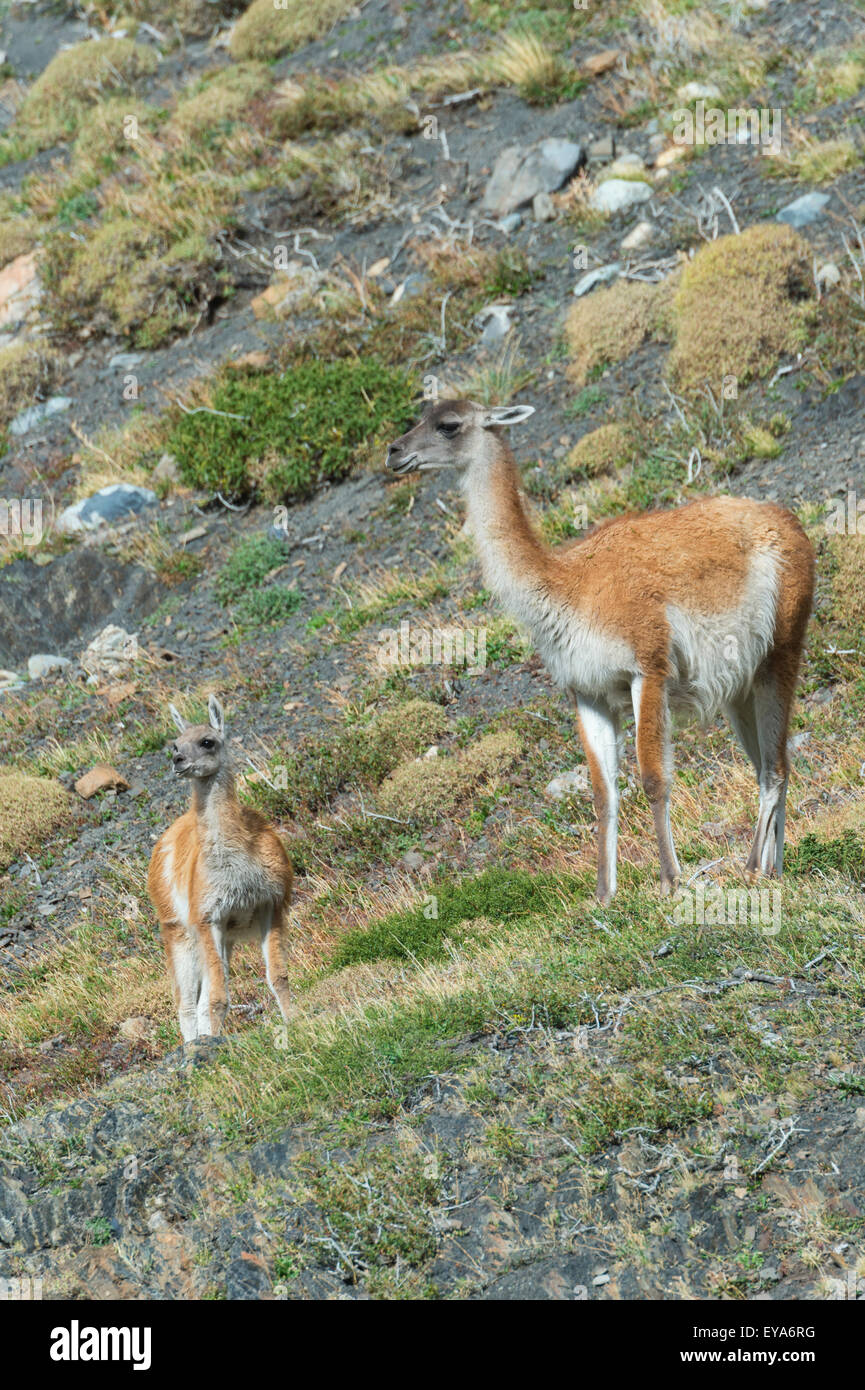 Adult Guanaco (Lama guanicoe) with its young, Torres del Paine National Park, Chilean Patagonia, Chile Stock Photo