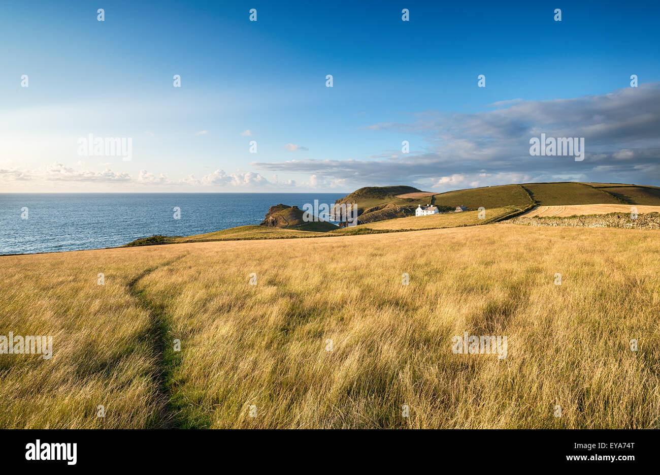 Grassy clifftops atPort Quin on the north coast of Cornwall Stock Photo