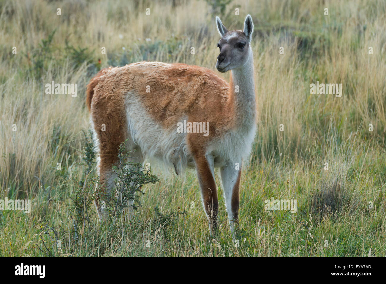 Guanaco (Lama guanicoe), Torres del Paine National Park, Chilean Patagonia, Chile Stock Photo