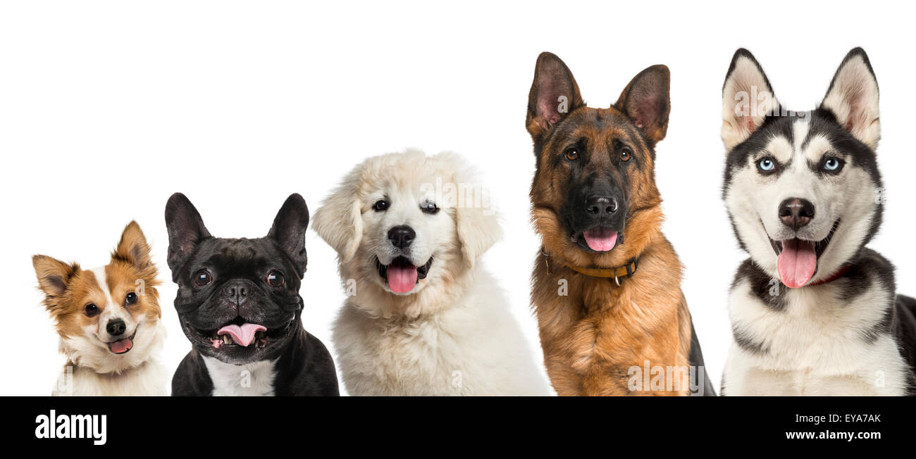 American Kennel Club Reveals Most Popular Dog Breeds 2020, 57 OFF