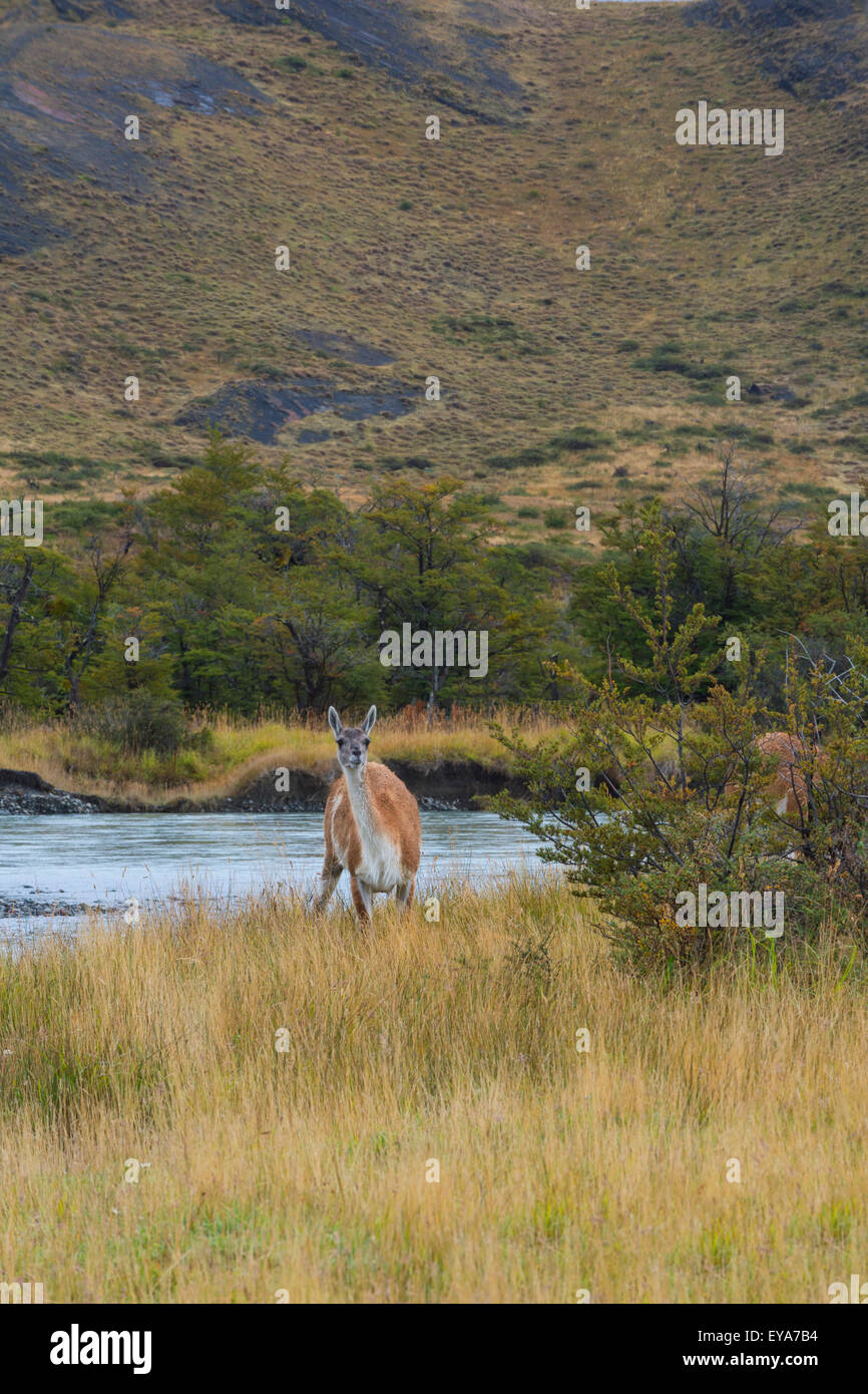 Guanaco (Lama guanicoe), Torres del Paine National Park, Chilean Patagonia, Chile Stock Photo