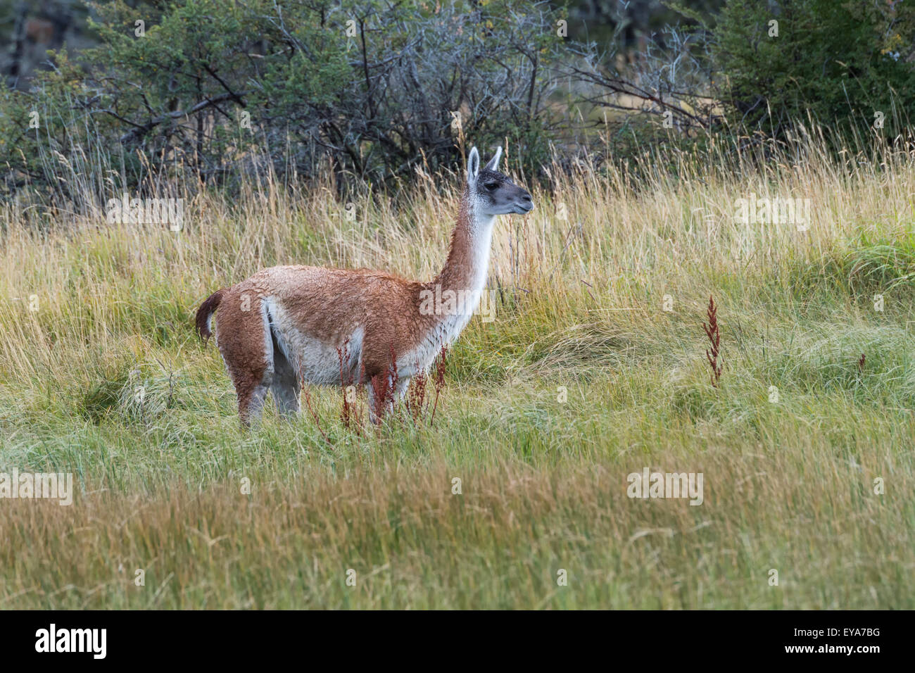 Guanaco (Lama guanicoe) in the steppe, Torres del Paine National Park, Chilean Patagonia, Chile Stock Photo