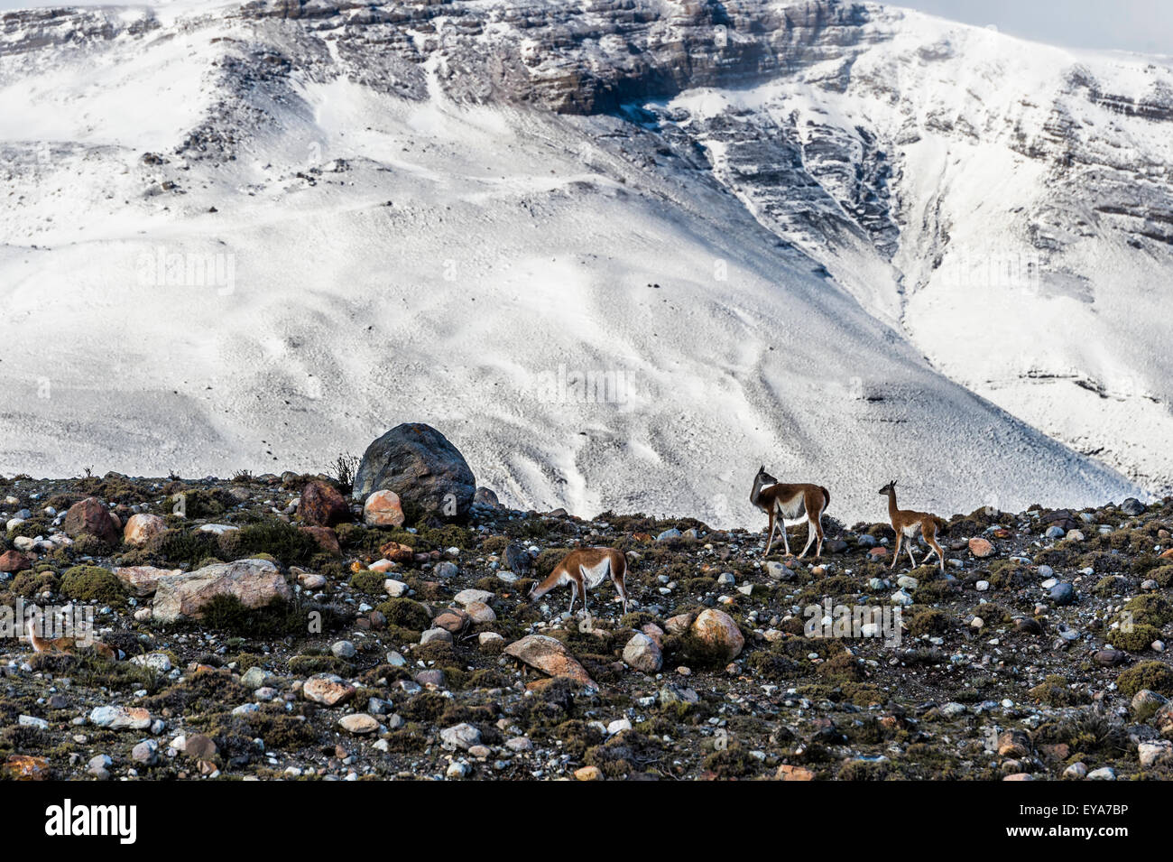 Guanacos (Lama guanicoe) on a ridge in front of snow-capped mountains, Torres del Paine National Park, Chilean Patagonia, Chile Stock Photo