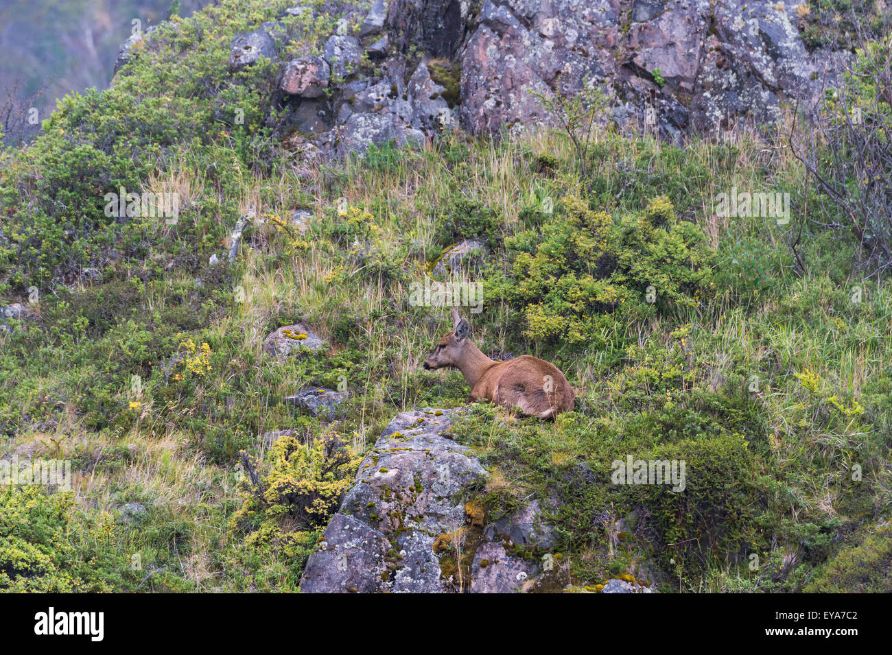 South Andean Deer (Hippocamelus bisulcus), Torres del Paine National Park, Chilean Patagonia, Chile Stock Photo