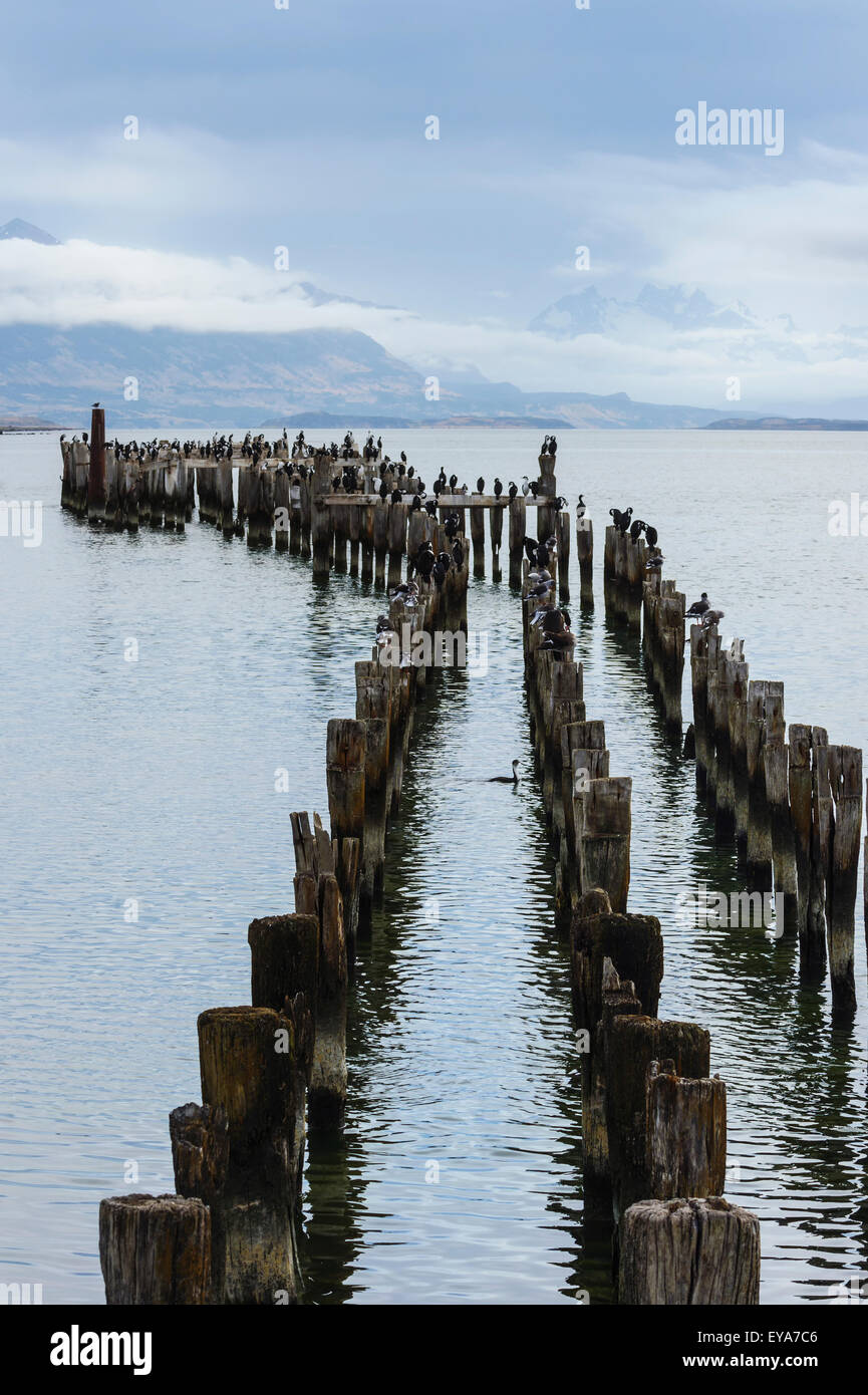 Wooden pier pillars, Puerto Natales, Patagonia, Chile Stock Photo
