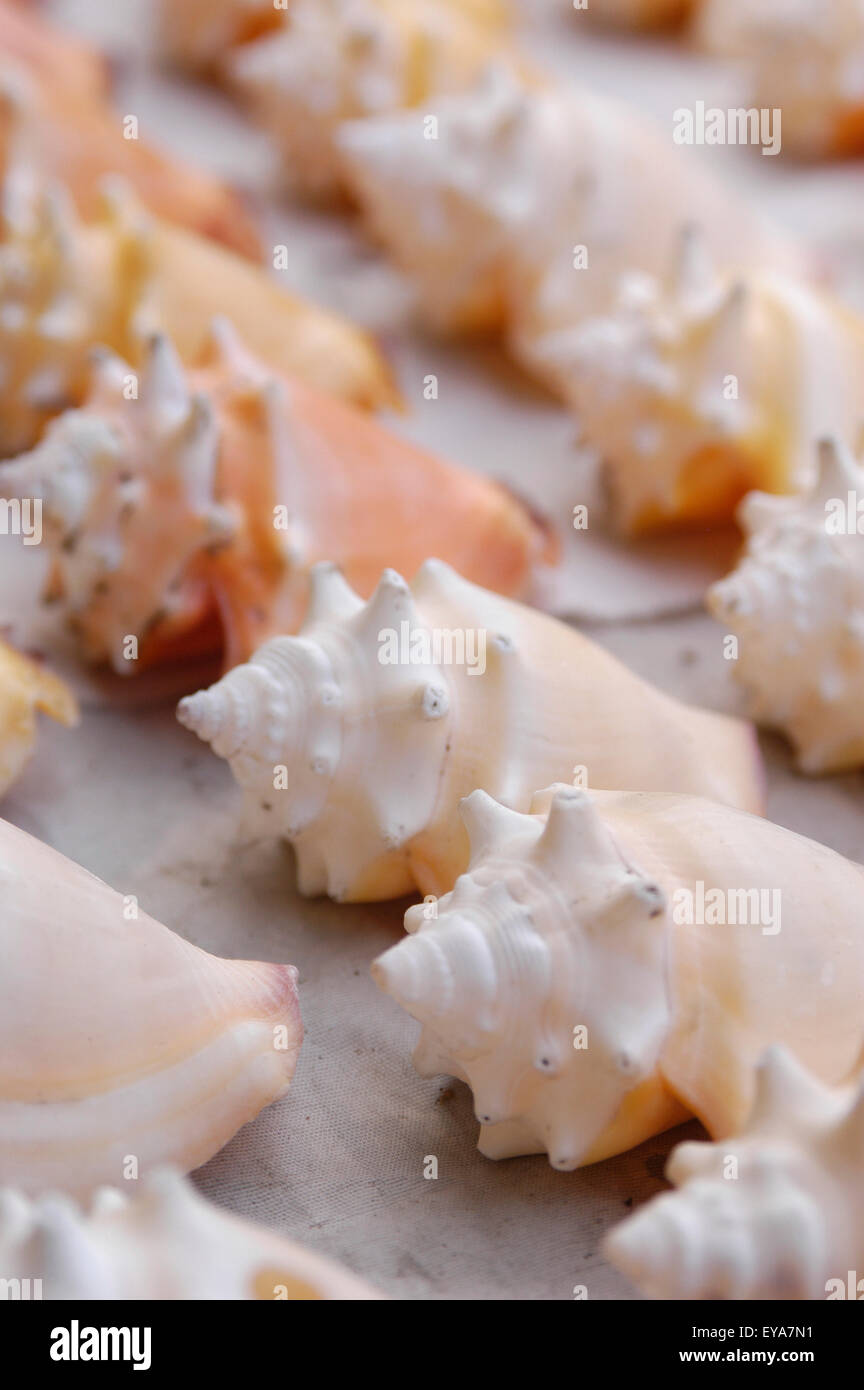 Detail Of Small Conch Shells For Sale; Negril Jamaica Stock Photo Alamy