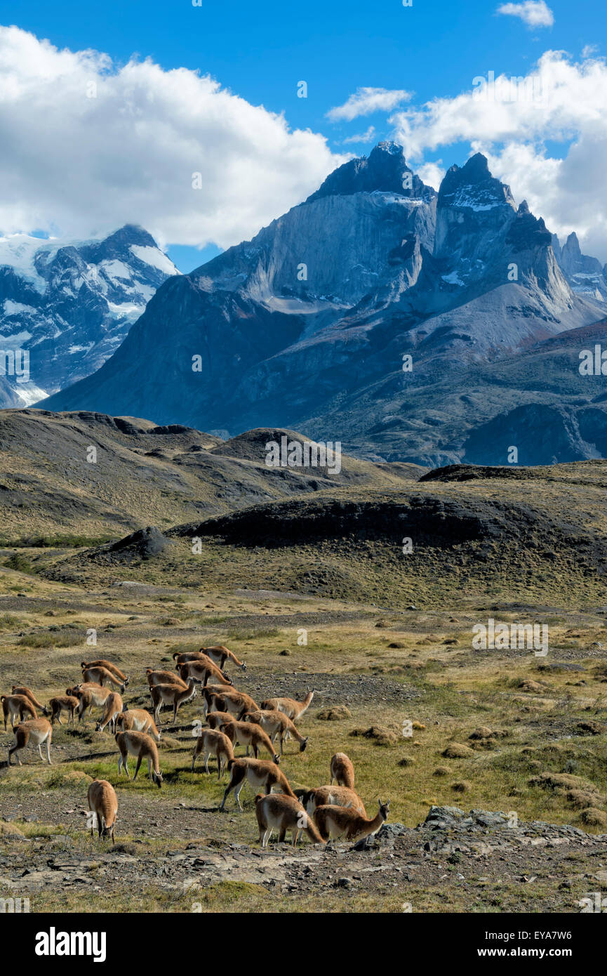 Guanaco herd grazing in the steppes of Torres del Paine National Park, Chilean Patagonia, Chile Stock Photo