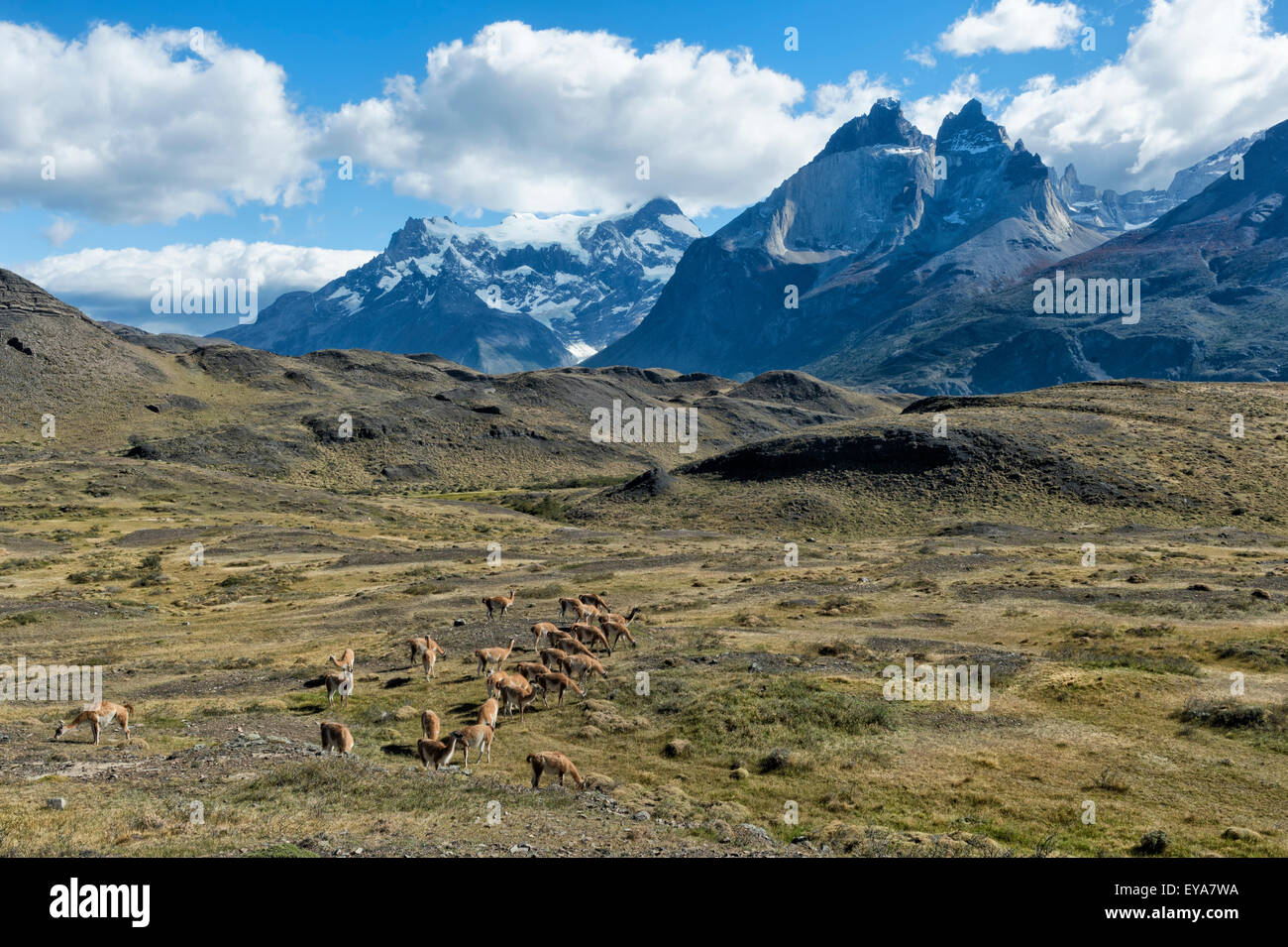 Guanaco herd grazing in the steppes of Torres del Paine National Park, Chilean Patagonia, Chile Stock Photo