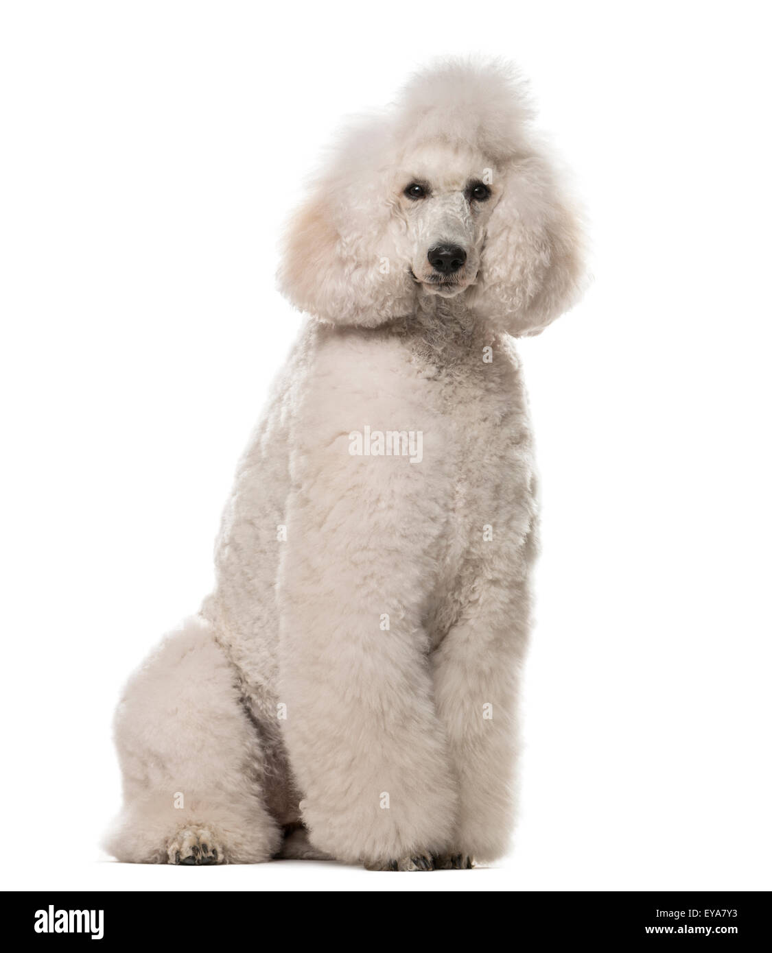 Poodle sitting in front of a white background Stock Photo - Alamy