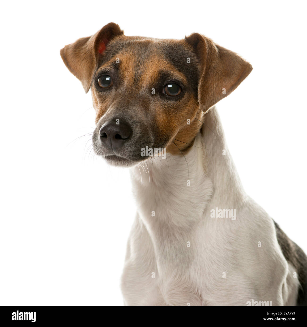 Close-up of a Jack Russell in front of a white background Stock Photo ...