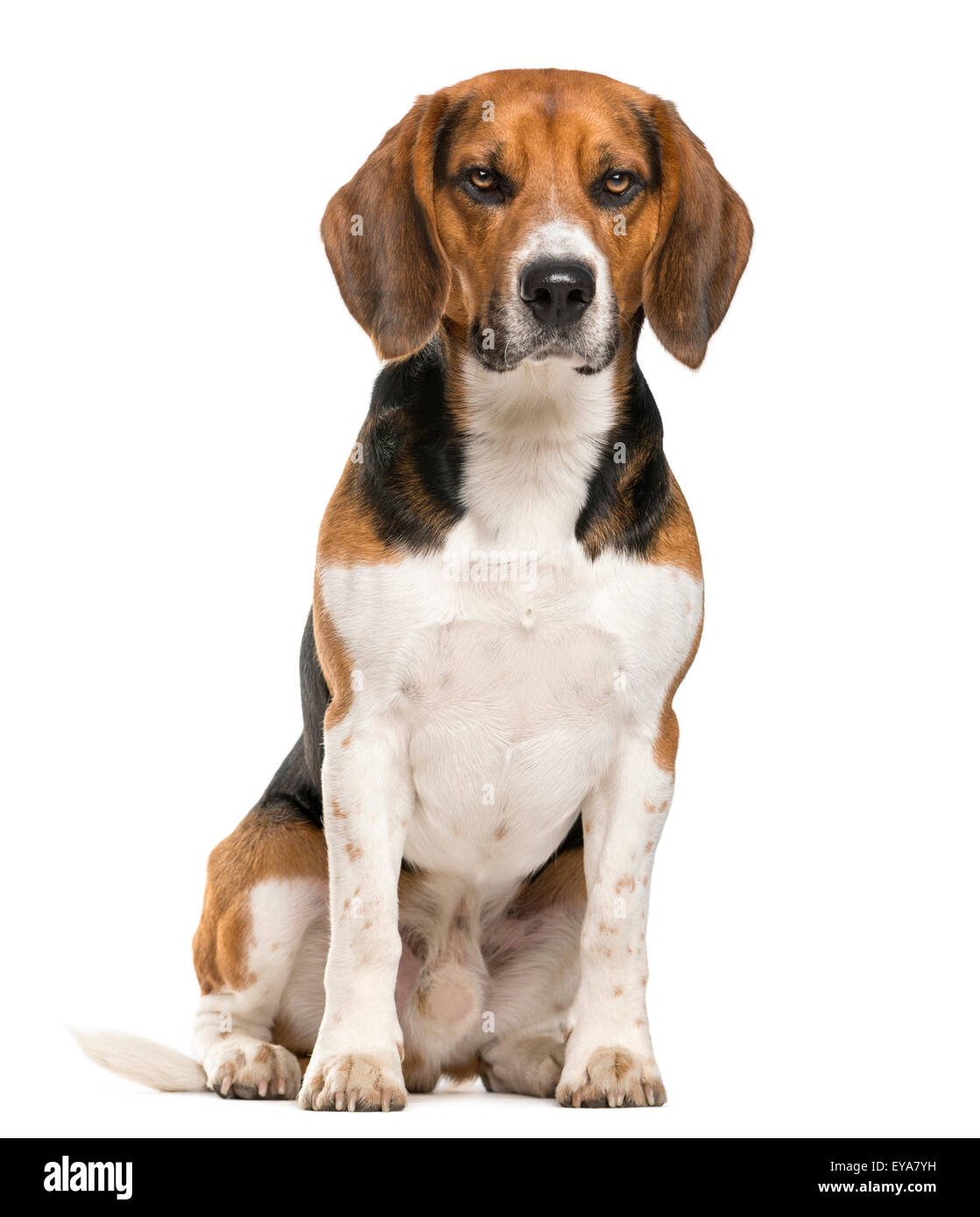 Beagle sitting in front of a white background Stock Photo