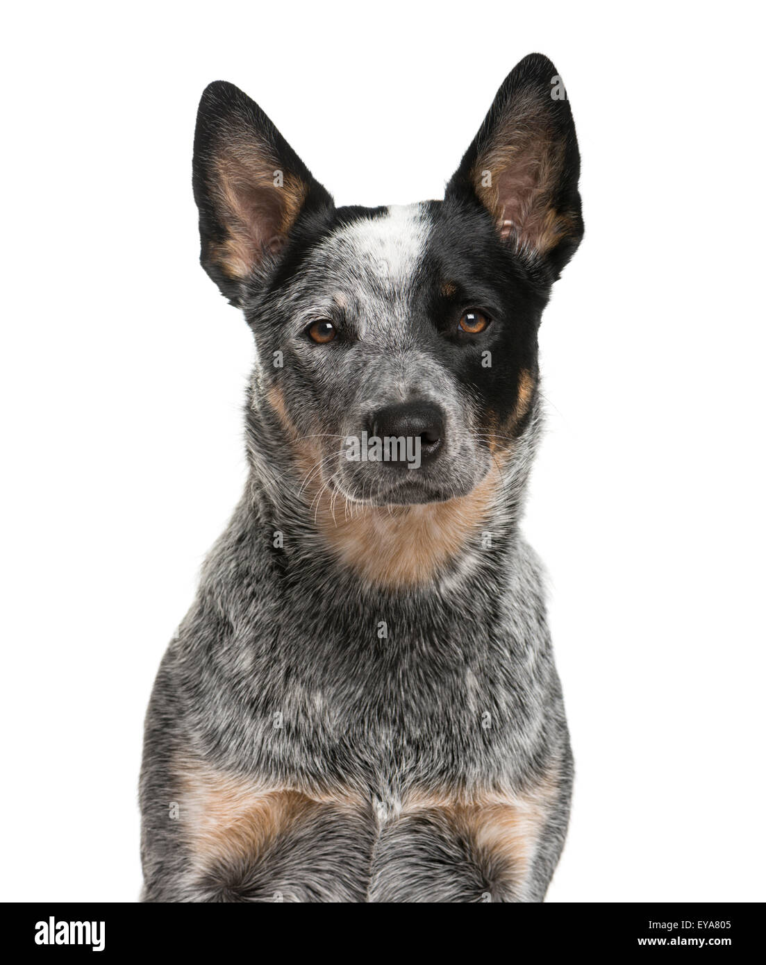 cattle dog brindle