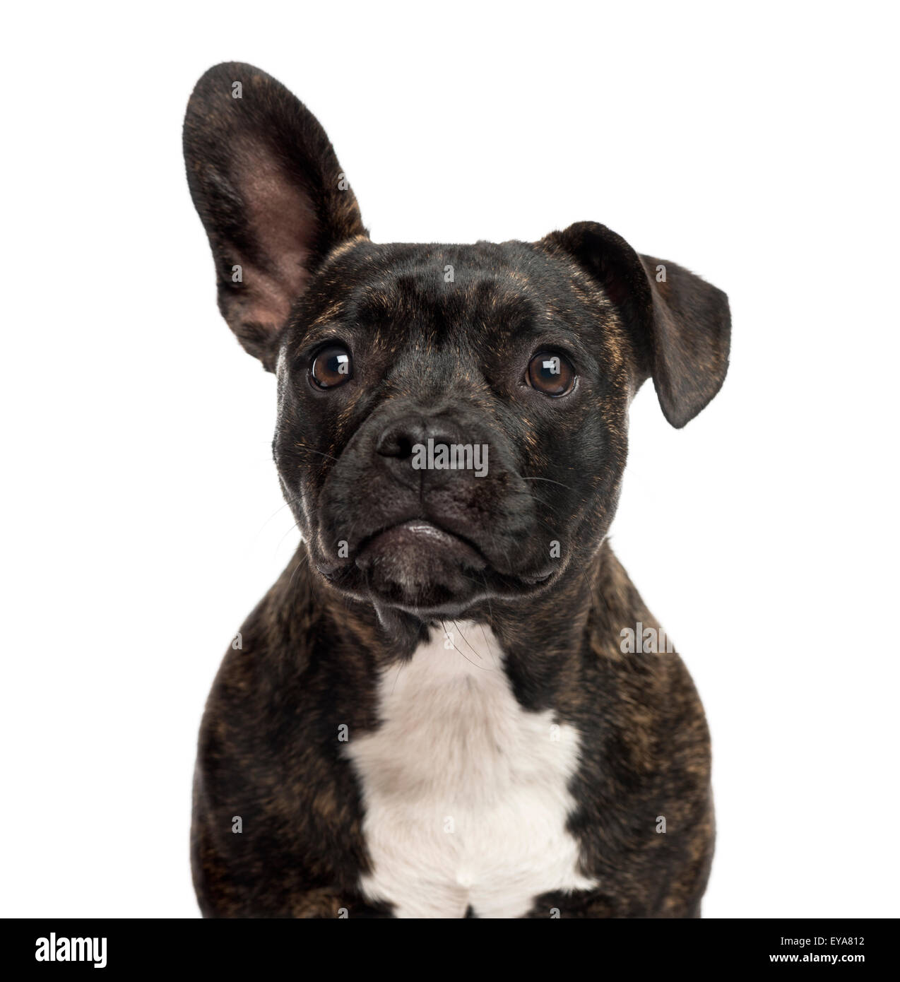 Close-up of a Staffordshire Bull Terrier in front of a white background Stock Photo