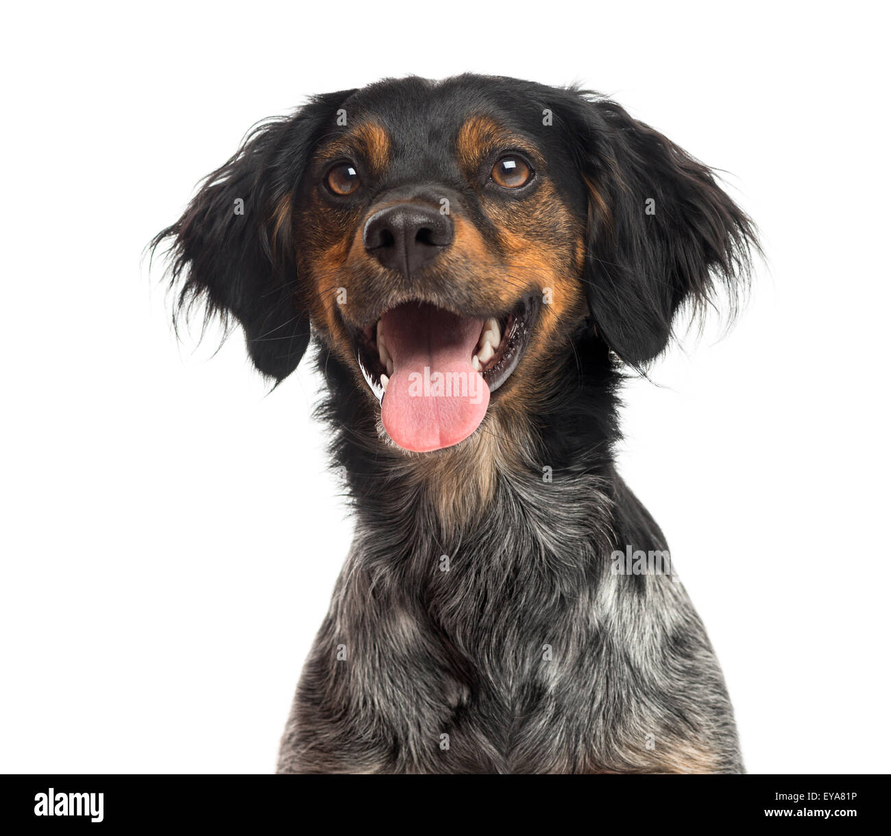 Brittany spaniel hi-res stock photography and images - Alamy
