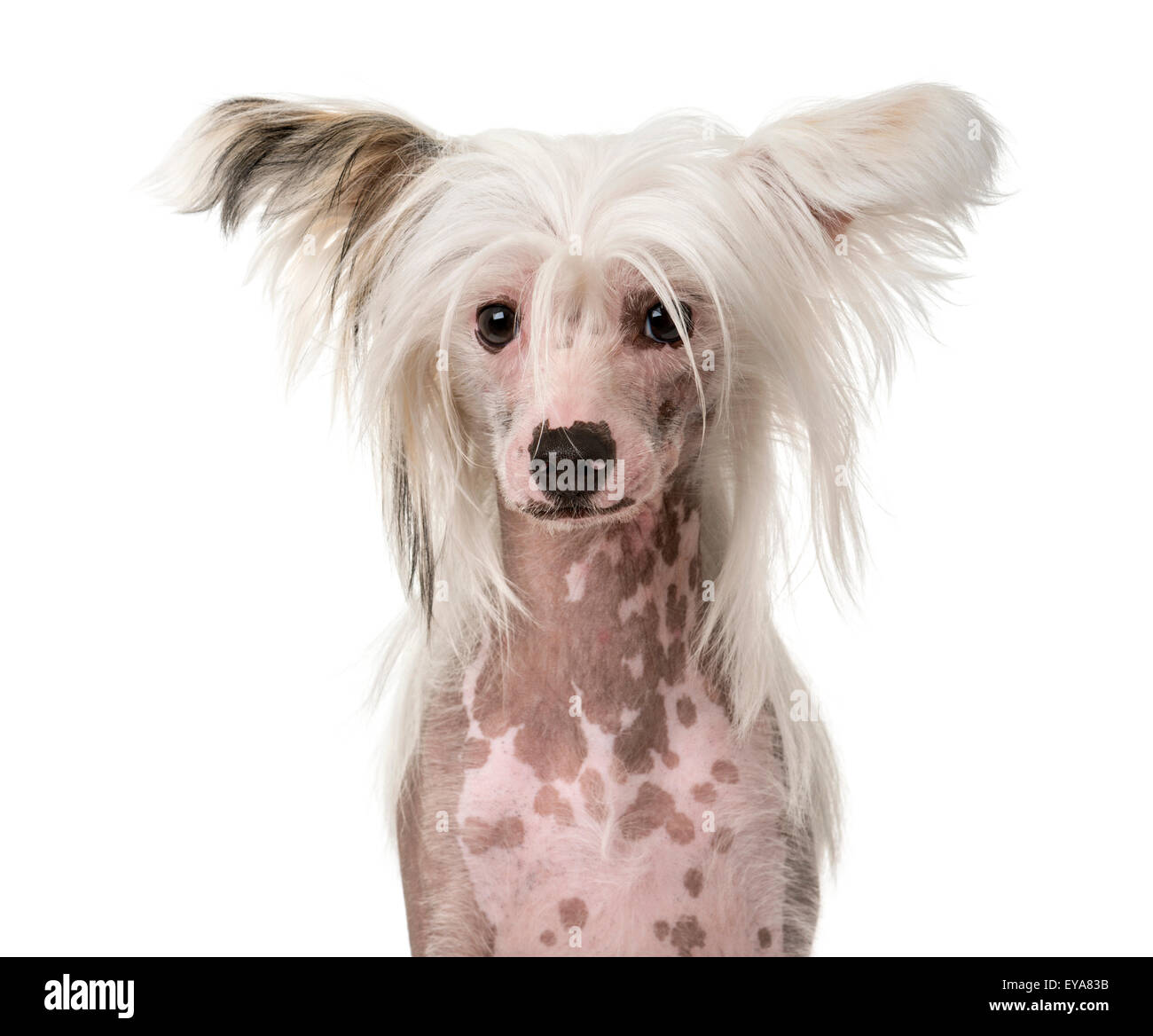 Close-up of a Chinese Crested Dog in front of a white background Stock Photo