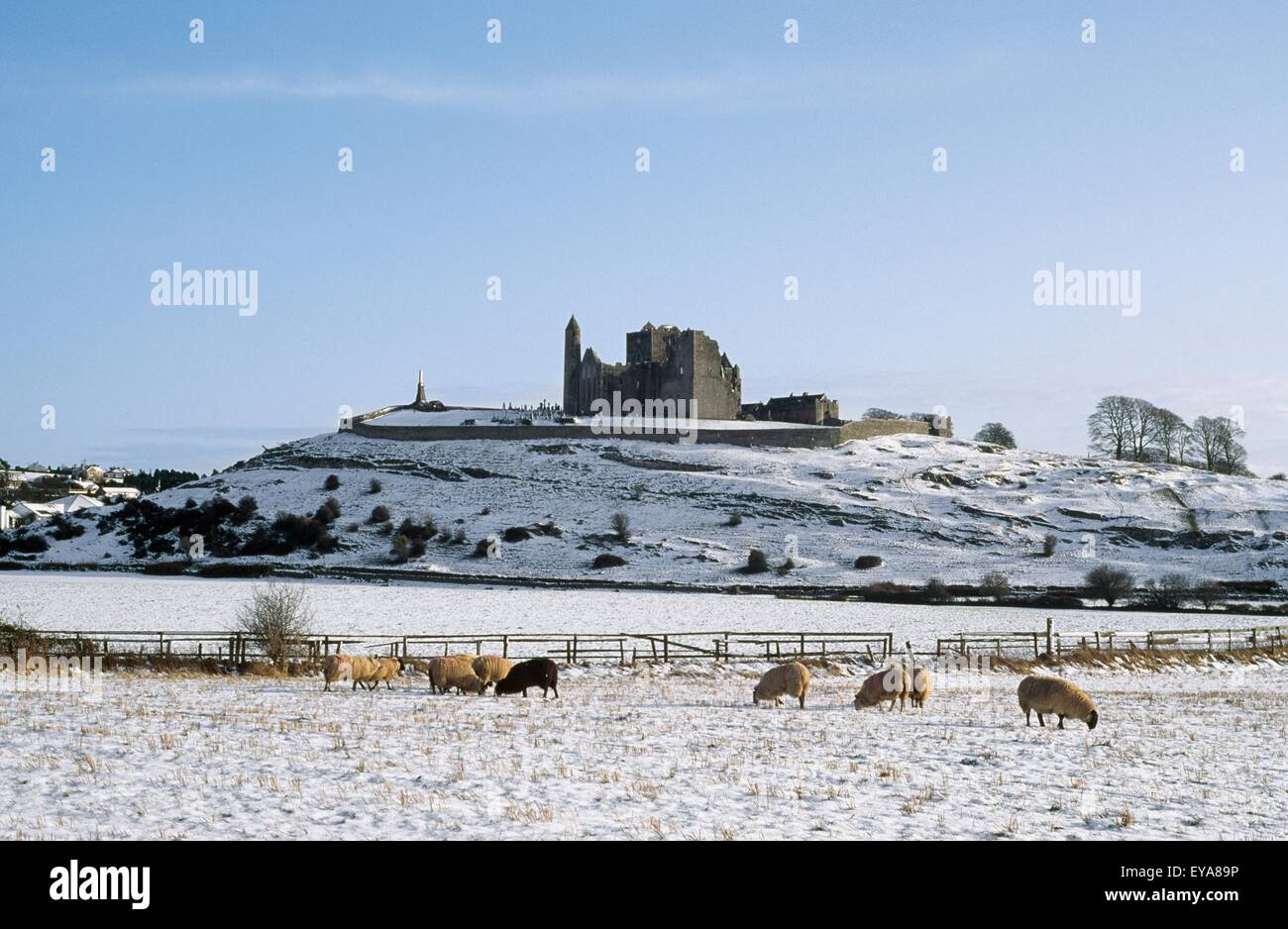 Sheep In Winter With Rock Of Cashel, County Tipperary, Ireland Stock ...