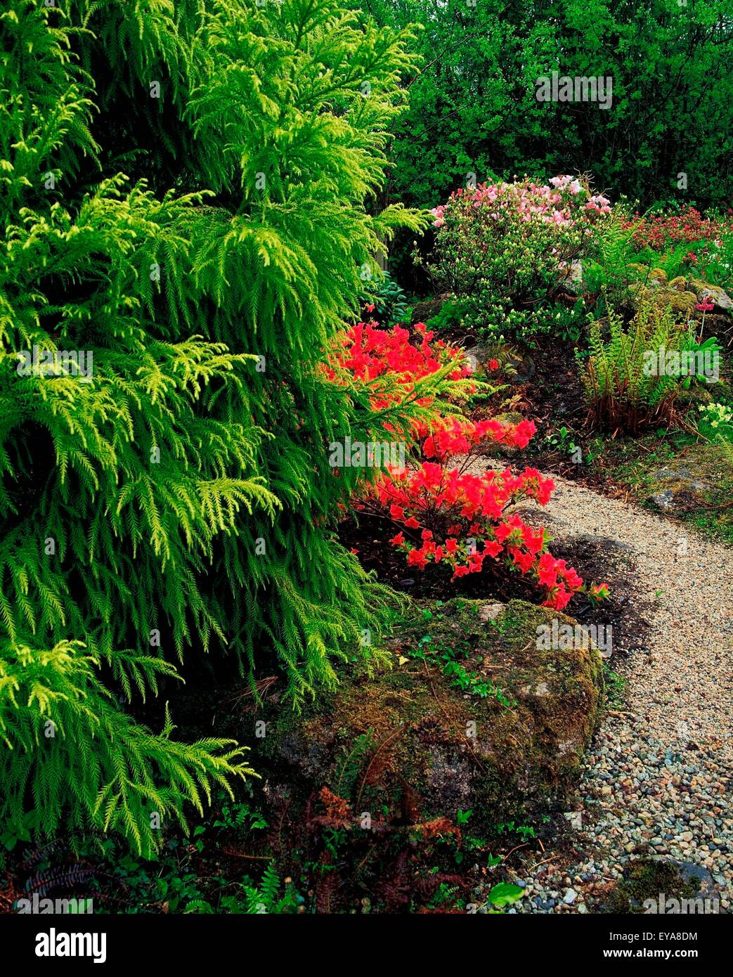 Ardcarrig Garden, Co Galway, Ireland, Japanese Garden With Azaleas And Ferns Stock Photo