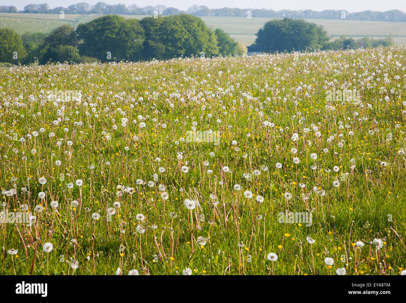 Dandelions wildflowers growing on chalk downland, East Kennett, Wiltshire, England, UK Stock Photo