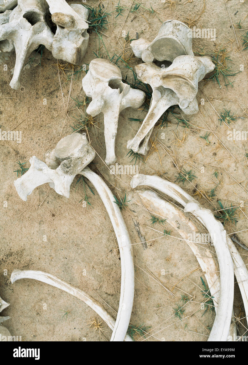 Elephant Bones,Selous Game Reserve,Tanzania. Stock Photo