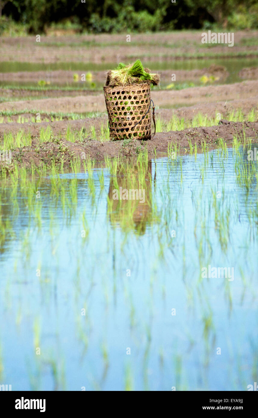 Rice Basket In Paddy Field,Chaing Mai,Thailand Stock Photo - Alamy
