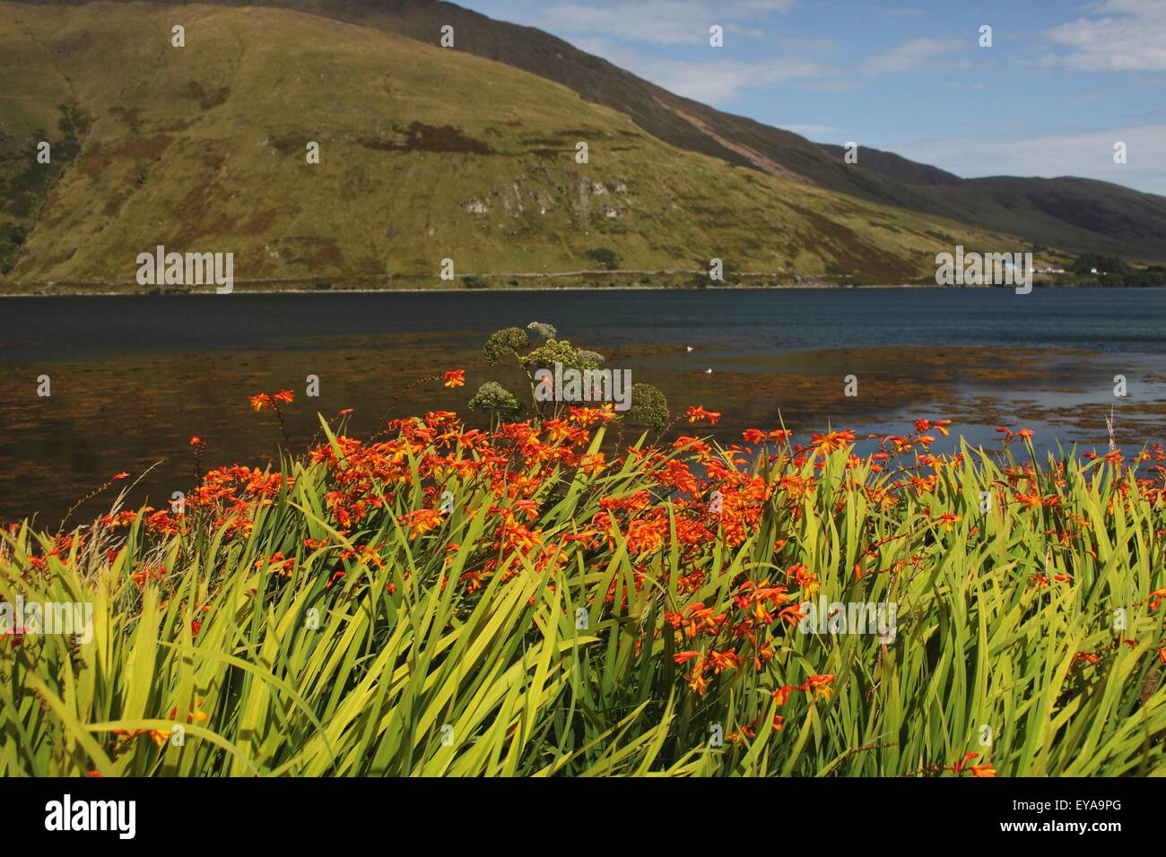 Wildflowers Along A Lake In Connacht Region; Leenane, County Galway, Ireland Stock Photo