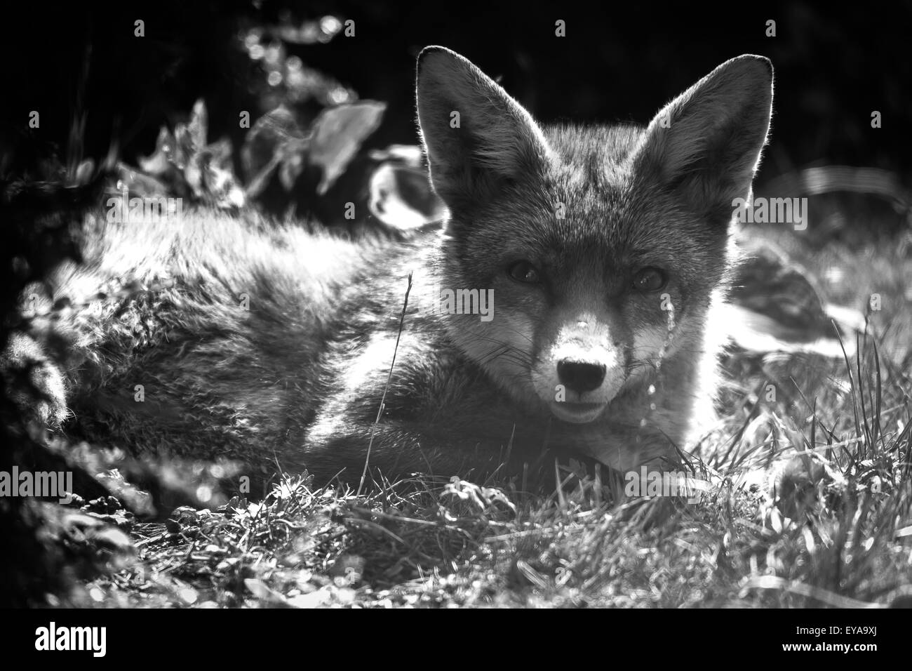 A London City fox, looking down the lens for a majestic photograph ...