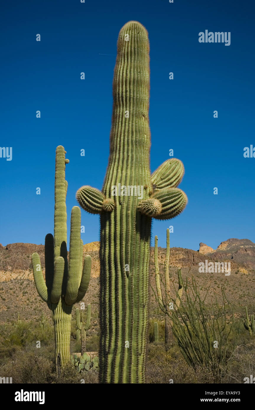Saguaro Cactus In Sonoran Desert, Arizona,Usa Stock Photo - Alamy