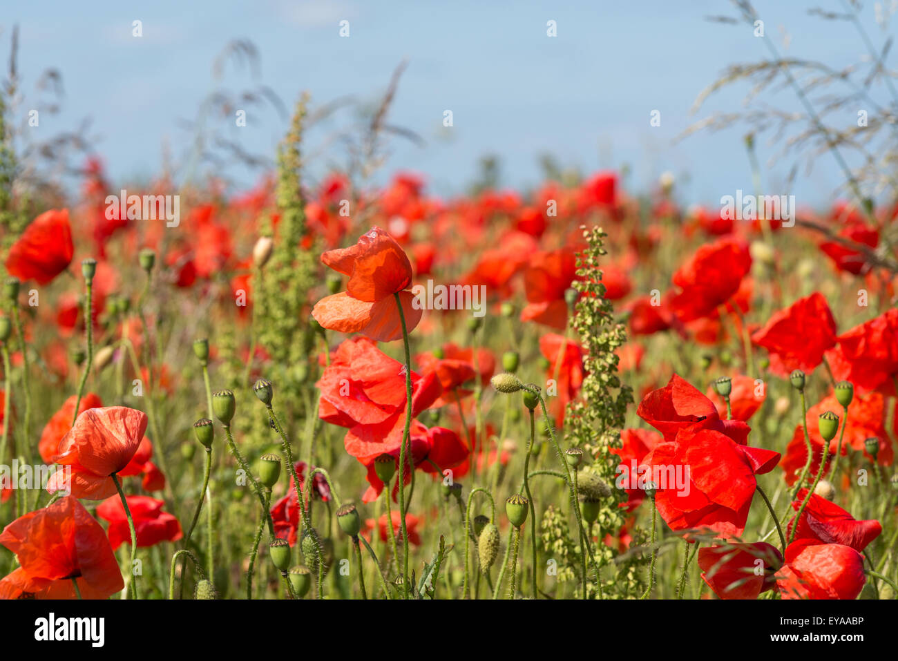 poppy, nature, red, summer, floral, feld, field, flower, meadow, grain, sky, landscape, poppy flowers, grain field, poppy bloom, Stock Photo