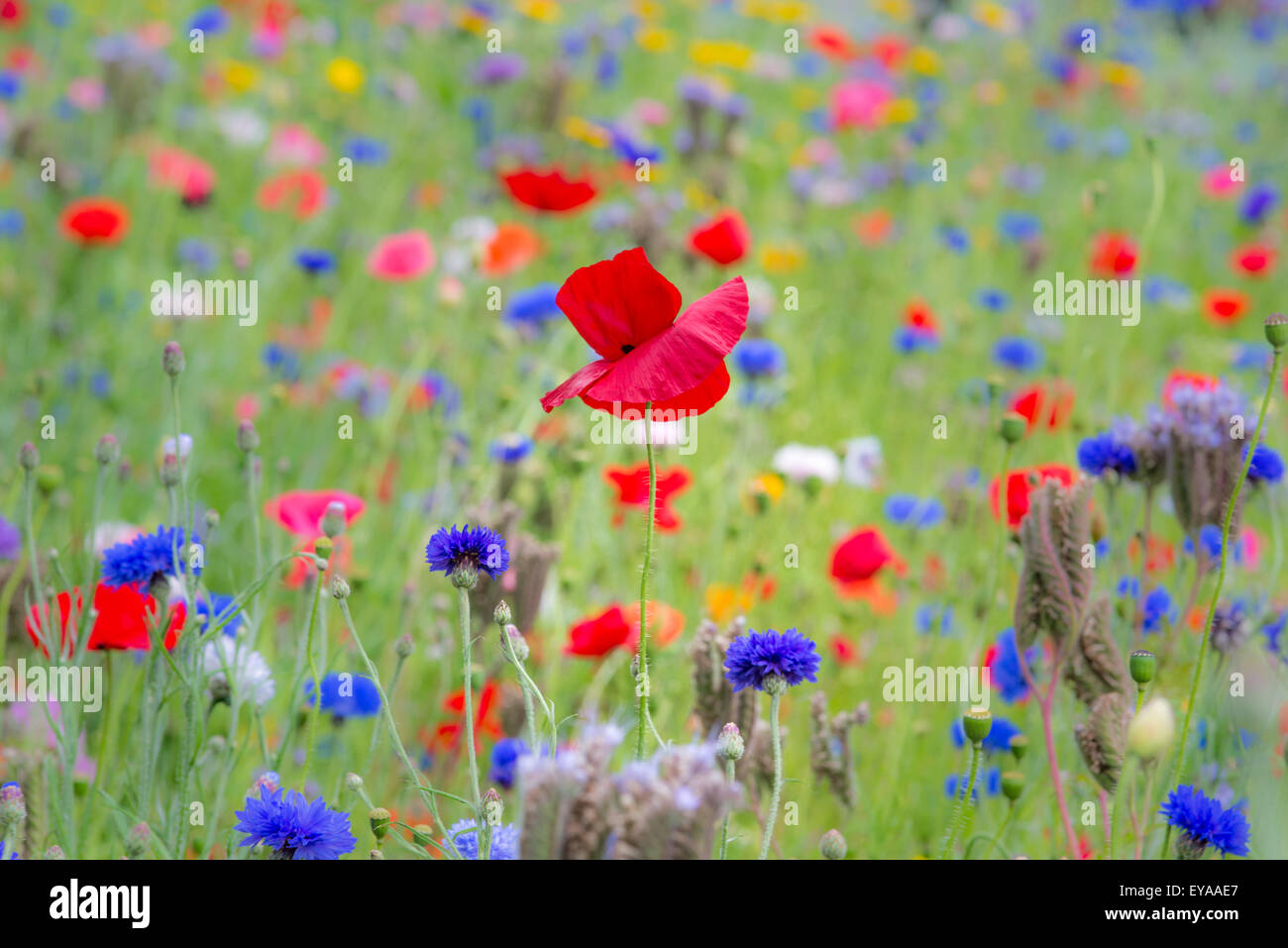 poppy, nature, red, summer, floral, feld, field, flower, meadow, grain, sky, landscape, poppy flowers, grain field, poppy bloom, Stock Photo