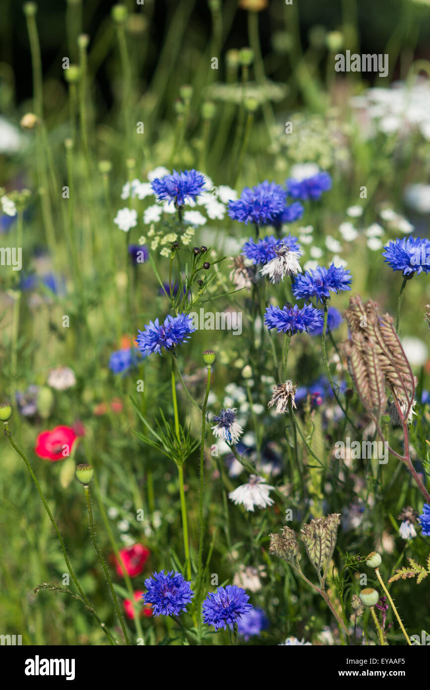 wildflower,poppy, poppy appeal, poppy bloom, poppy day, poppy field, poppy flowers, poppy seed