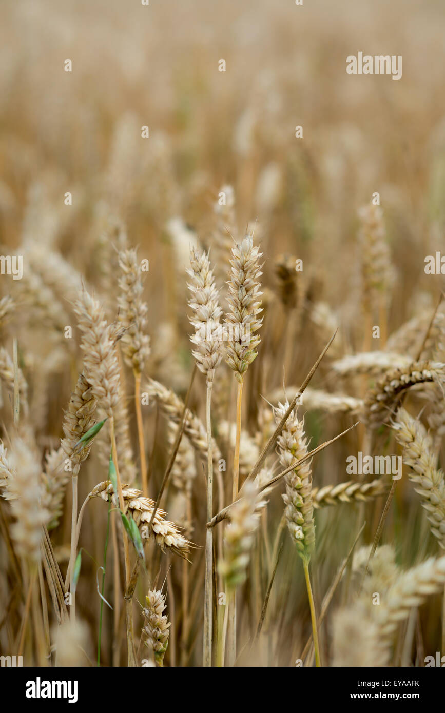 wheat, farm, field, bread, plant, food, sky, agriculture, harvest, blue, harvesting, crop, natural, landscape, nature, grain, go Stock Photo