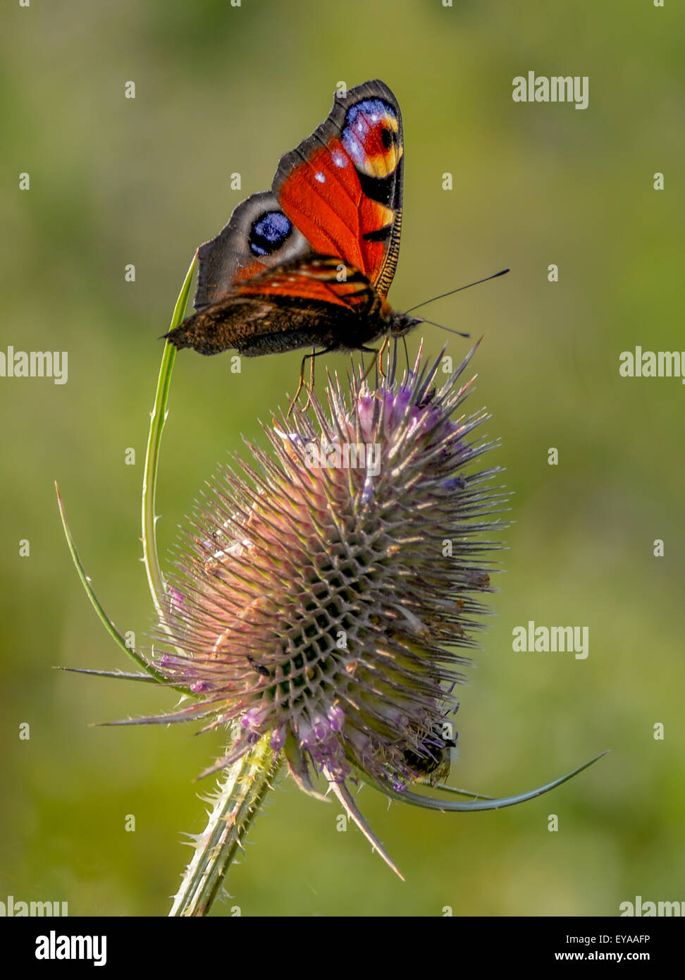 peacock, butterfly, flower, nature, insect, colorful, green, macro, beauty, season, animal, beautiful, summer,  teasel, Stock Photo