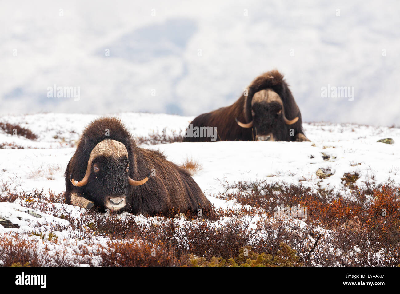 Muskoxen, Ovibos moschatus, in early winter snow in Dovrefjell national park, Dovre, Norway. Stock Photo