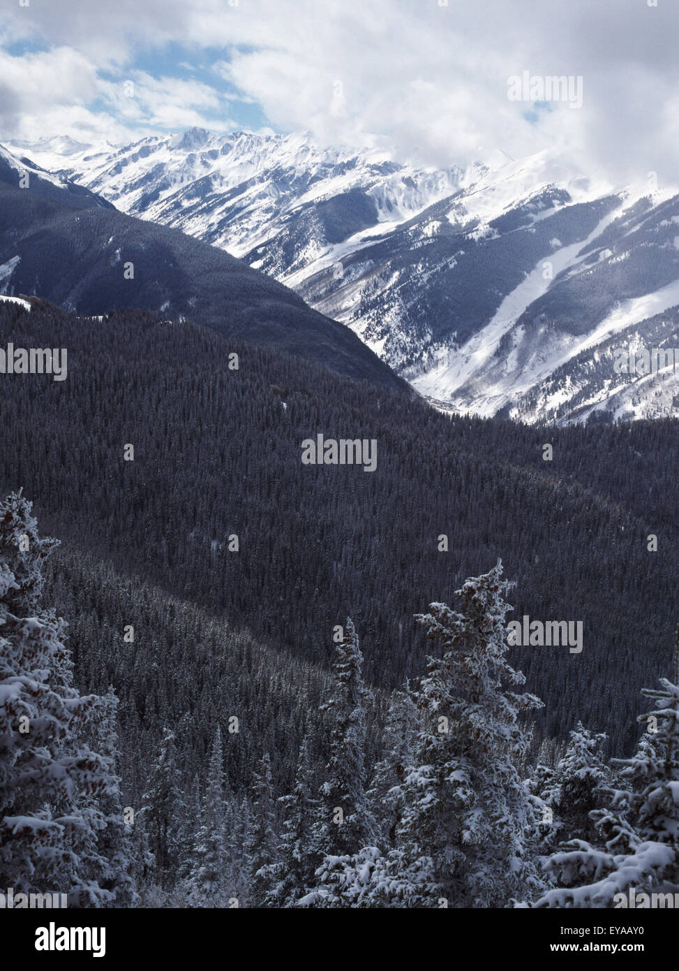 Snow Covered Pine Trees On Mountain Stock Photo - Alamy