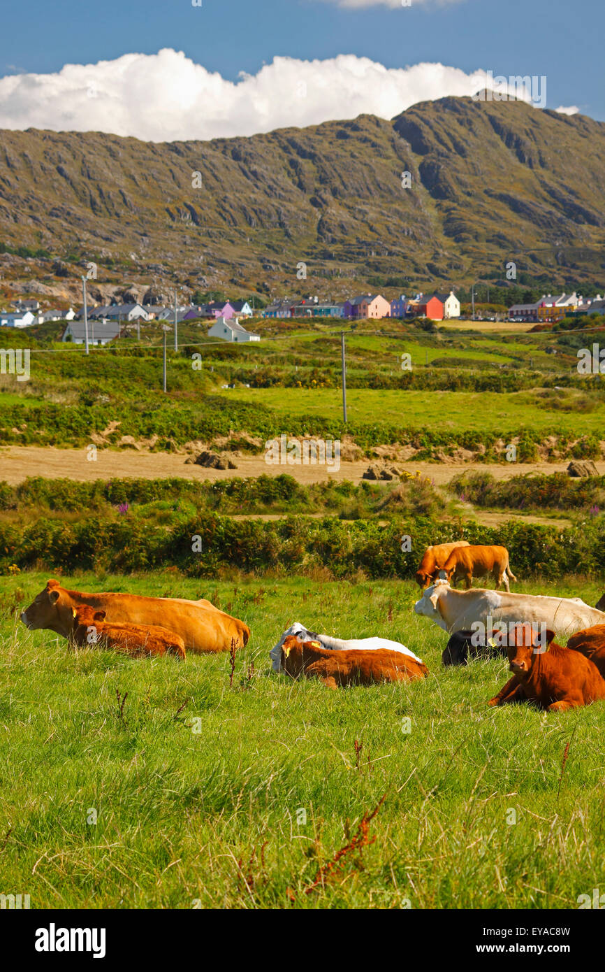 Field Of Cows Below Allihies Village On The Beara Peninsula In West