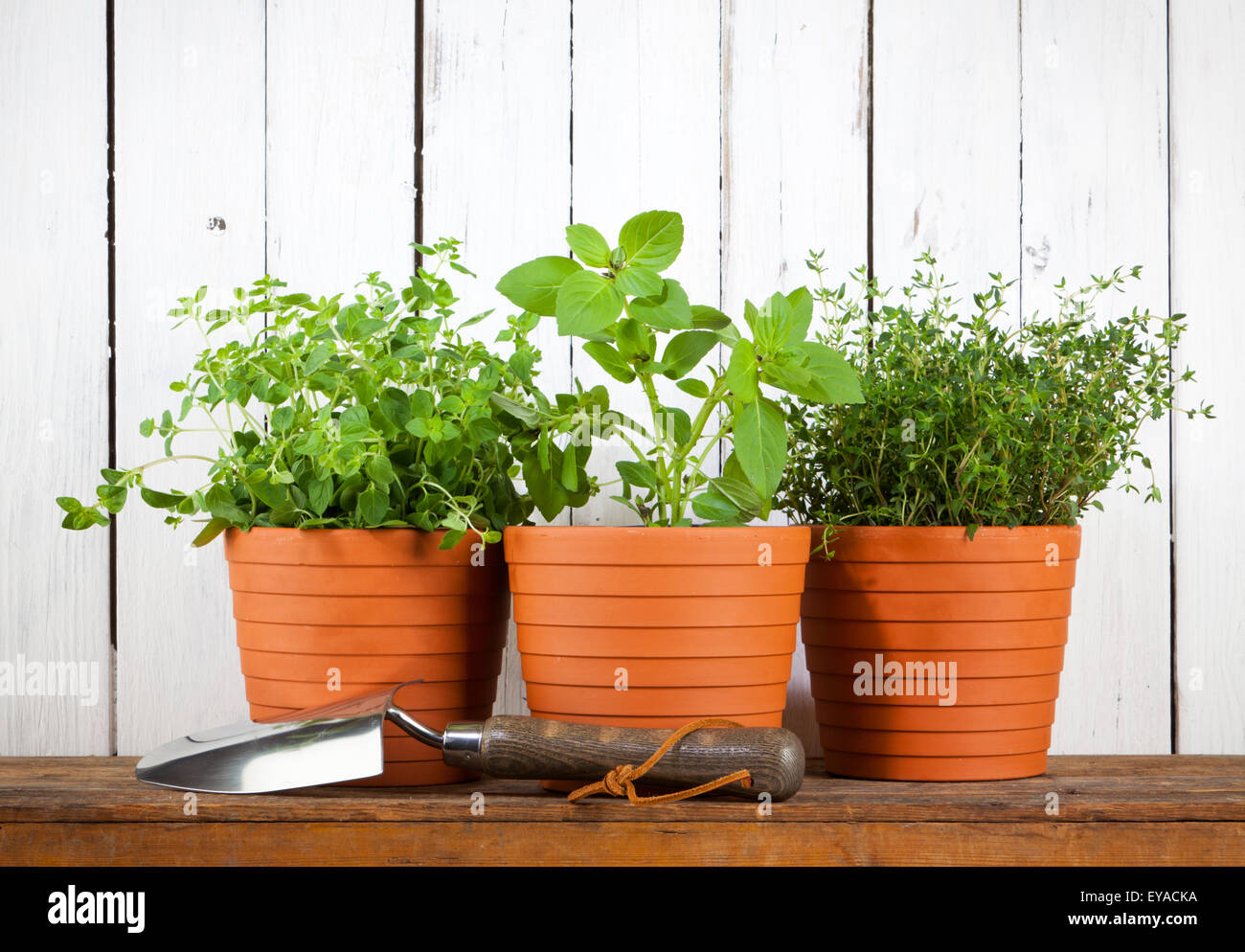 Oregano, basil and thyme plants in flower pots with gardening shovel on