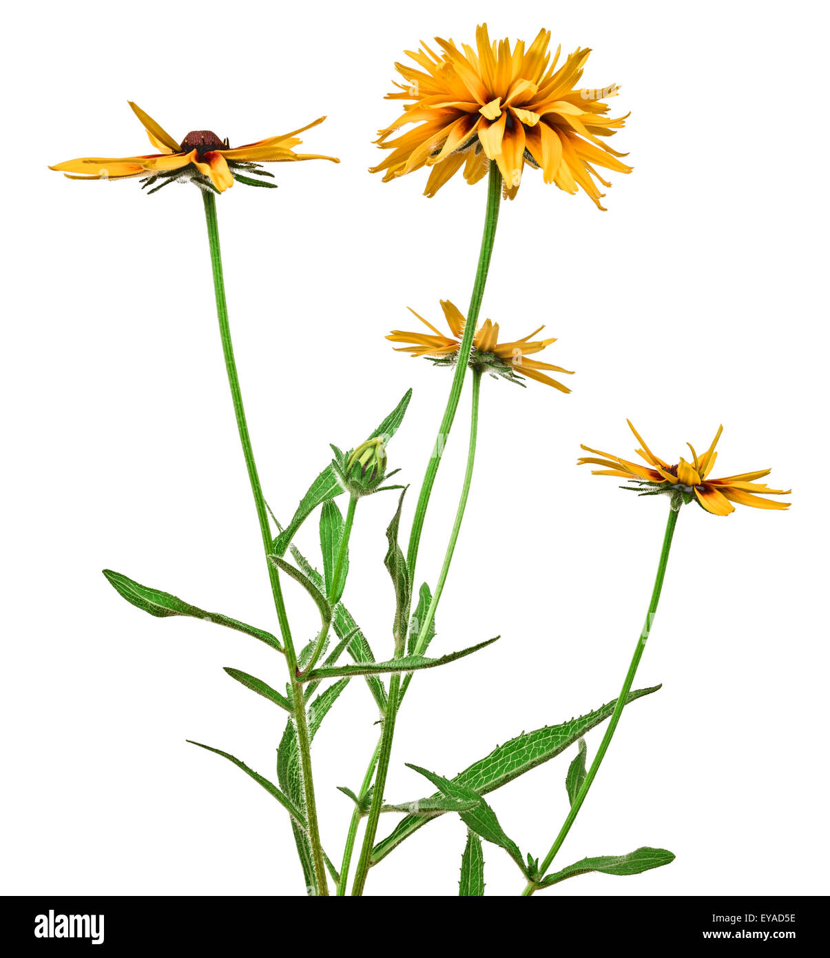 the flower rudbeckia isolated on white background Stock Photo - Alamy