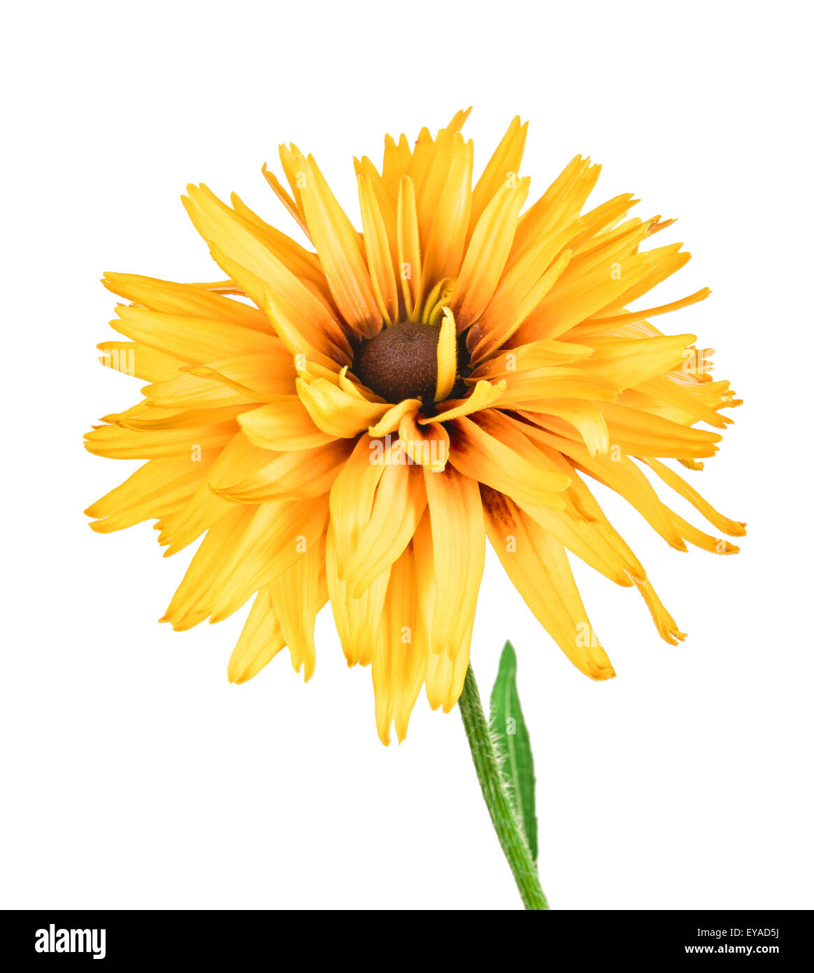 the flower rudbeckia isolated on white background Stock Photo