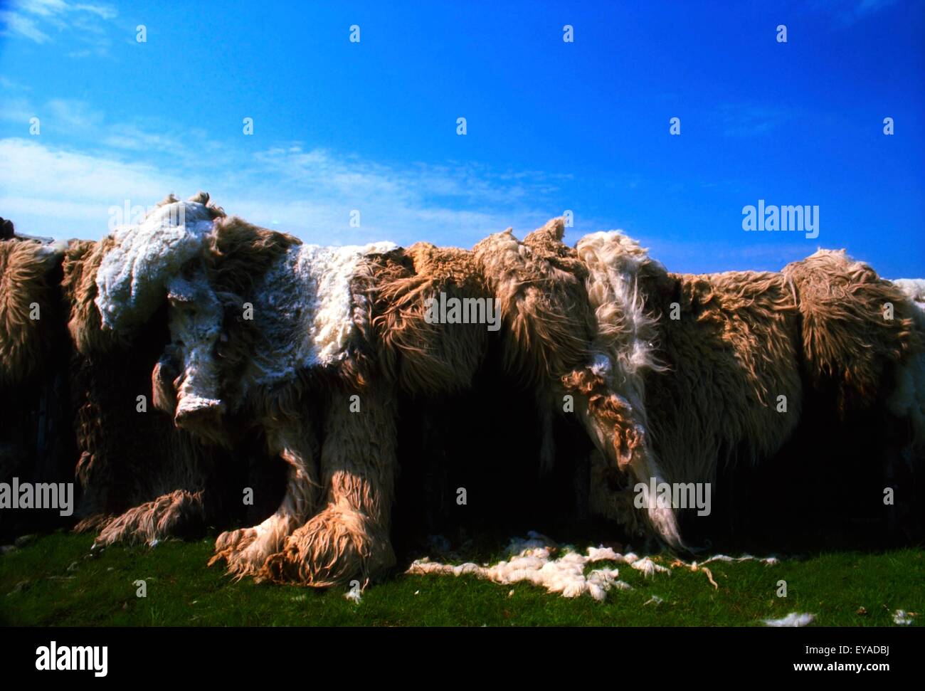 Sheep Skins Stock Photo