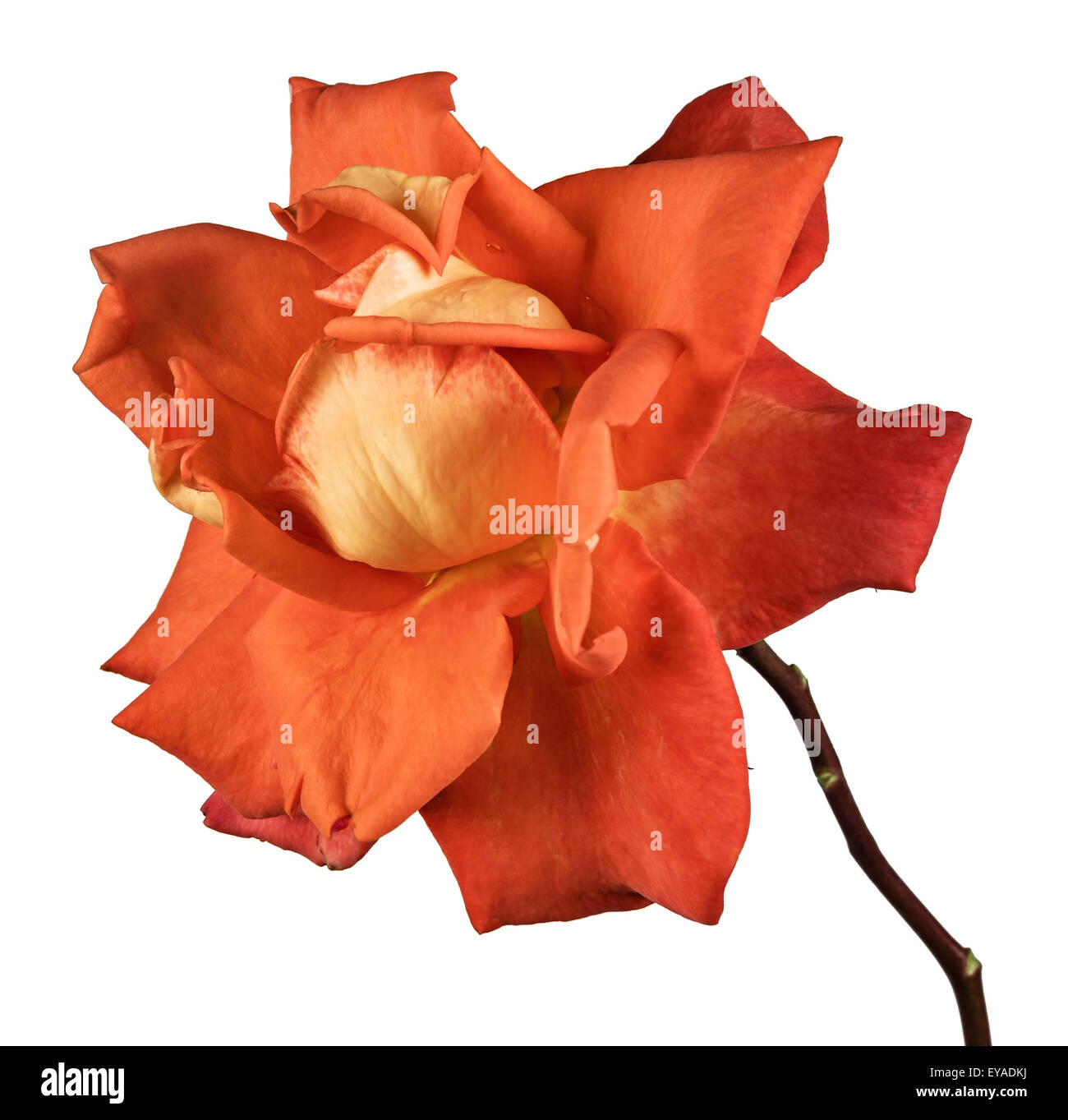 the red rose isolated on white background Stock Photo - Alamy